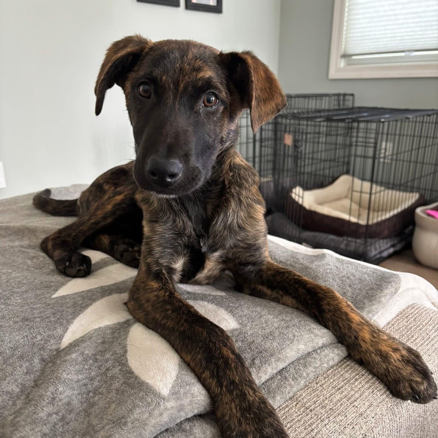 Jaxson, ADOPTABLE, Puppy Male Mixed Breed.