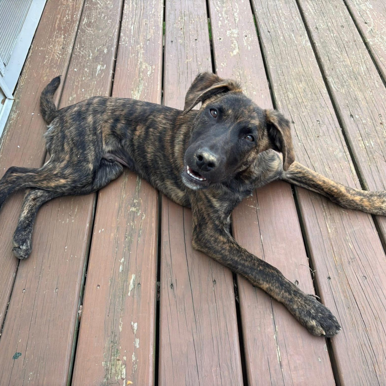 Enlarge Jaxson, a ADOPTABLE Mixed Breed in Yaphank, NY image 6/6