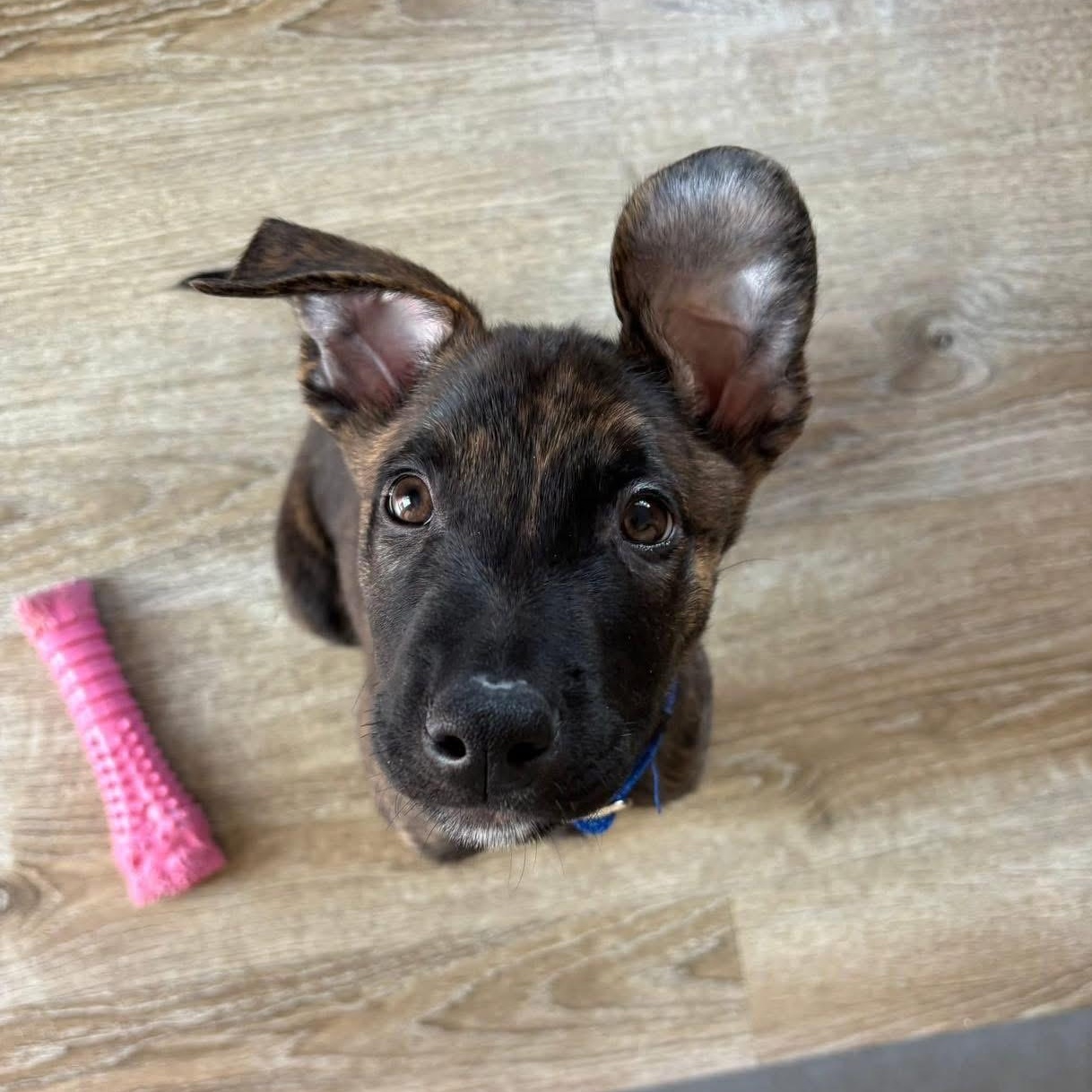 Enlarge Jaxson, a ADOPTABLE Mixed Breed in Yaphank, NY image 5/6