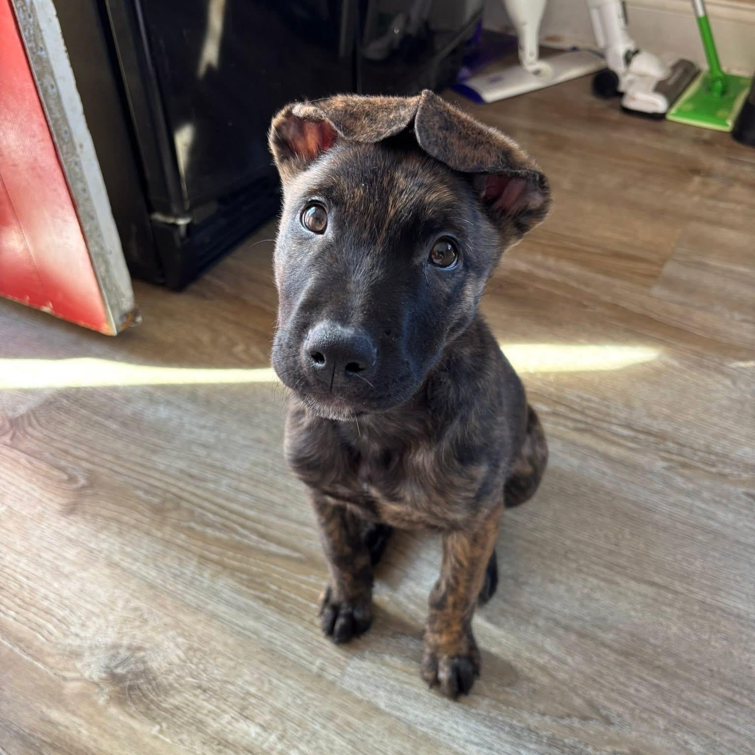 Enlarge Jaxson, a ADOPTABLE Mixed Breed in Yaphank, NY image 1/6