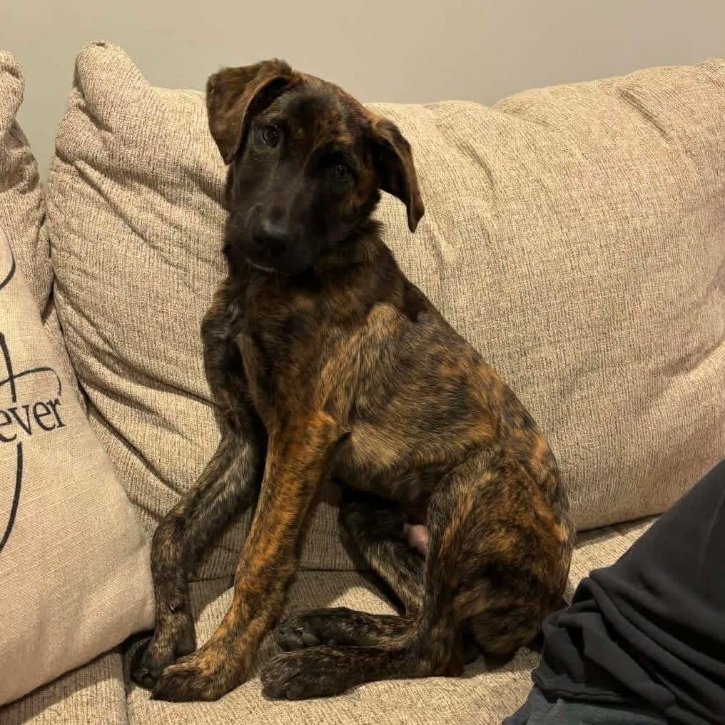 Enlarge Jaxson, a ADOPTABLE Mixed Breed in Yaphank, NY image 3/6