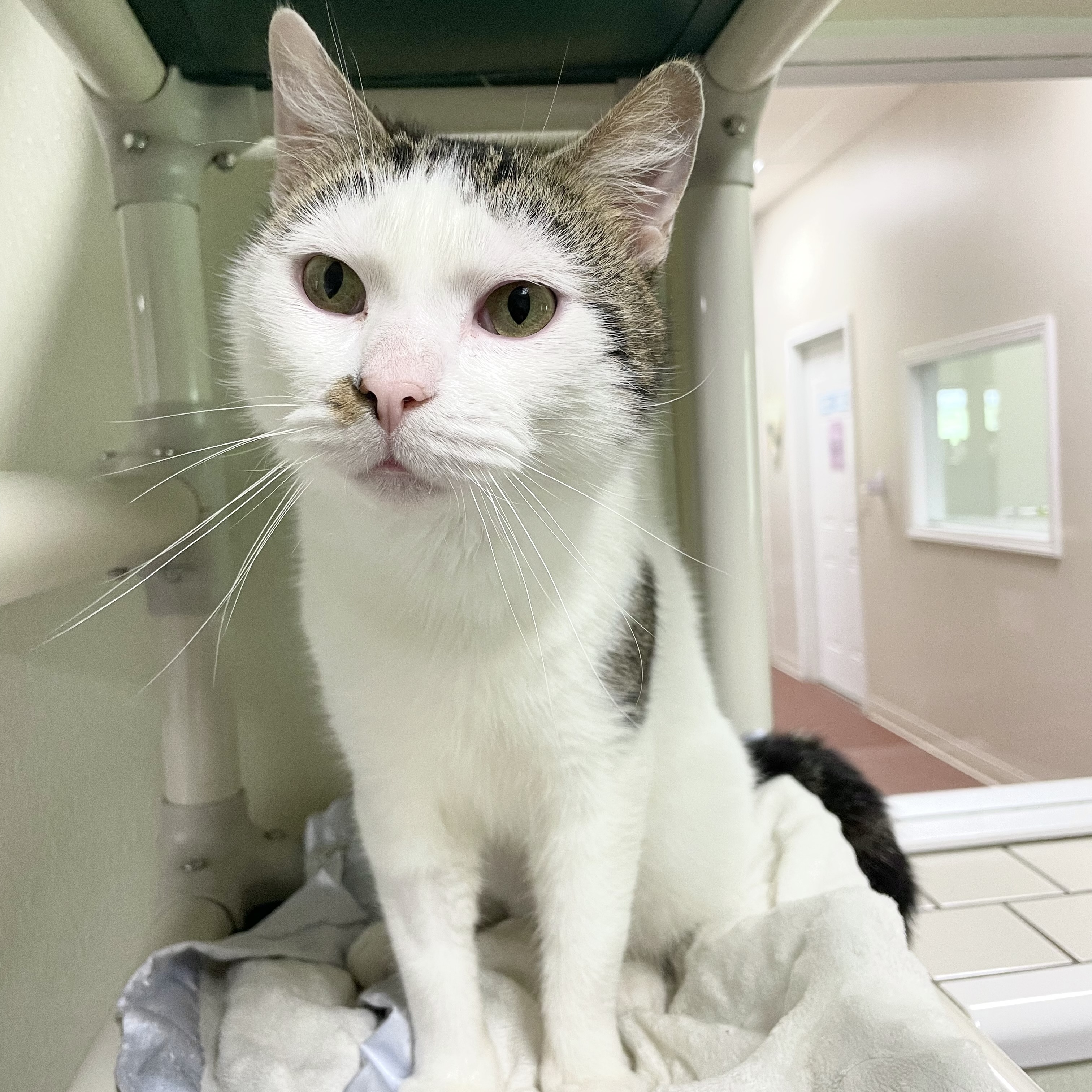 Elton, Adult Male Domestic Short Hair