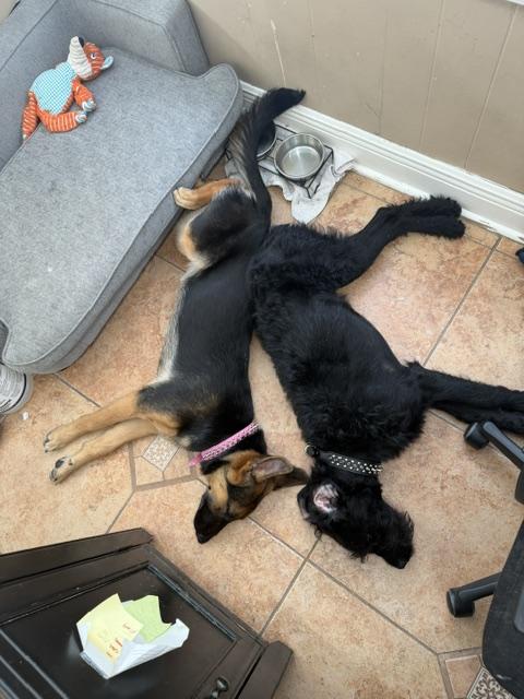 Gianna, an adopted German Shepherd Dog in New Orleans, LA image 5/6