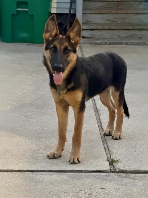 Gianna, an adopted German Shepherd Dog in New Orleans, LA image 4/6