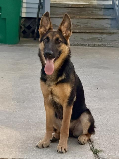 Gianna, an adopted German Shepherd Dog in New Orleans, LA image 2/6