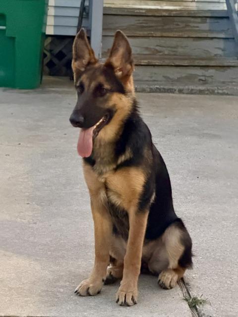 Gianna, adopted, Young Female German Shepherd Dog.