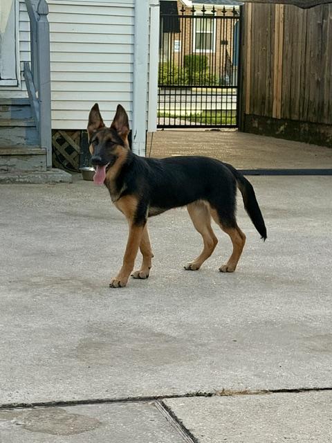 Gianna, an adopted German Shepherd Dog in New Orleans, LA image 6/6