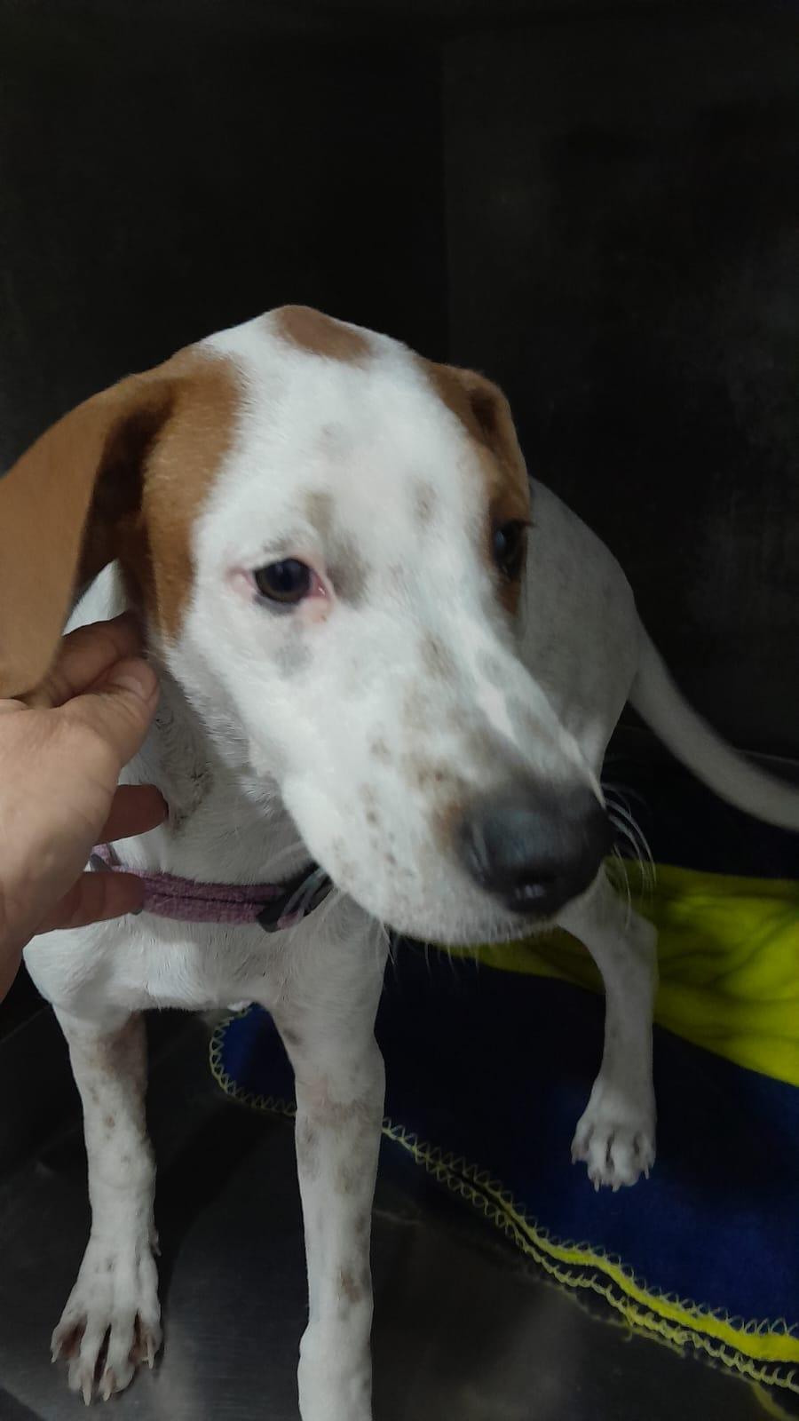 Bruno (22), an adoptable Terrier in Mexicali, BCN, 21280 | Photo Image 4