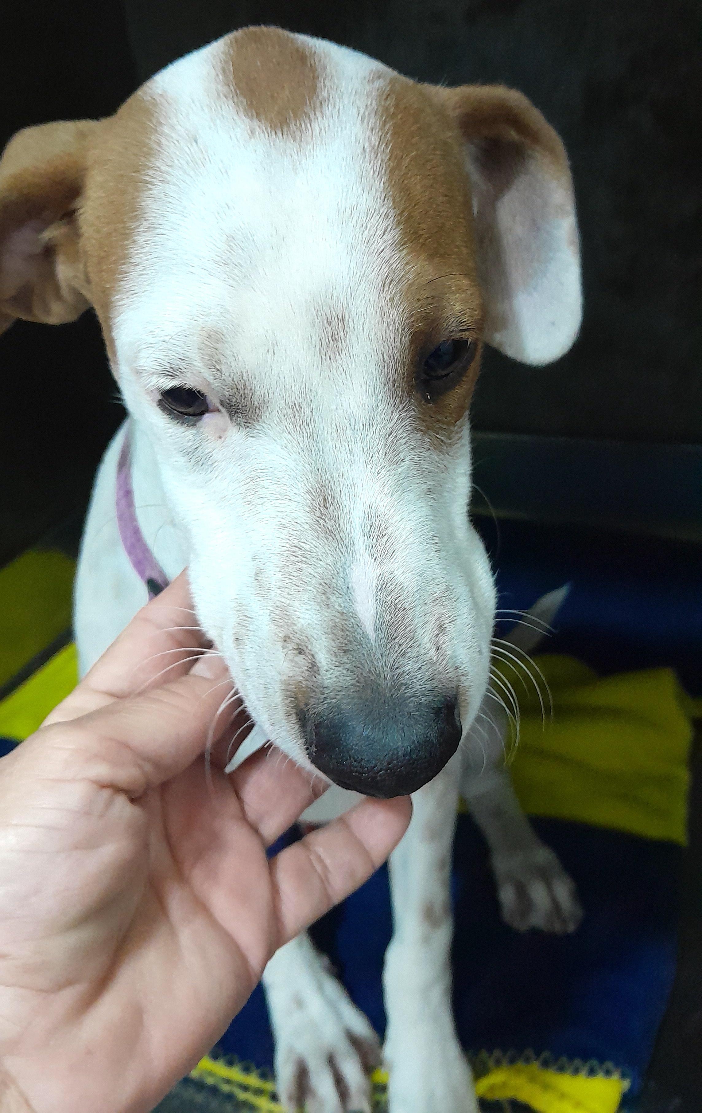 Bruno (22), an adoptable Terrier in Mexicali, BCN, 21280 | Photo Image 5
