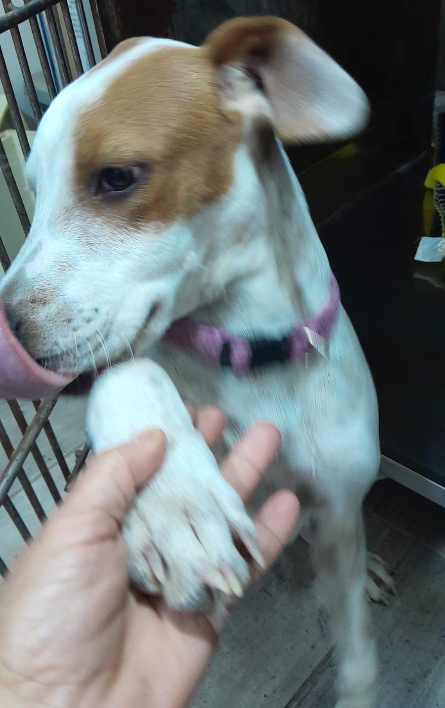 Bruno (22), an adoptable Terrier in Mexicali, BCN, 21280 | Photo Image 3