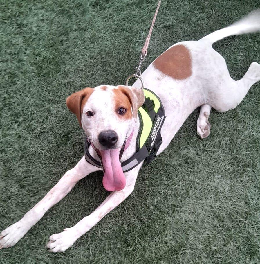 Bruno (22), an adoptable Terrier in Mexicali, BCN, 21280 | Photo Image 4