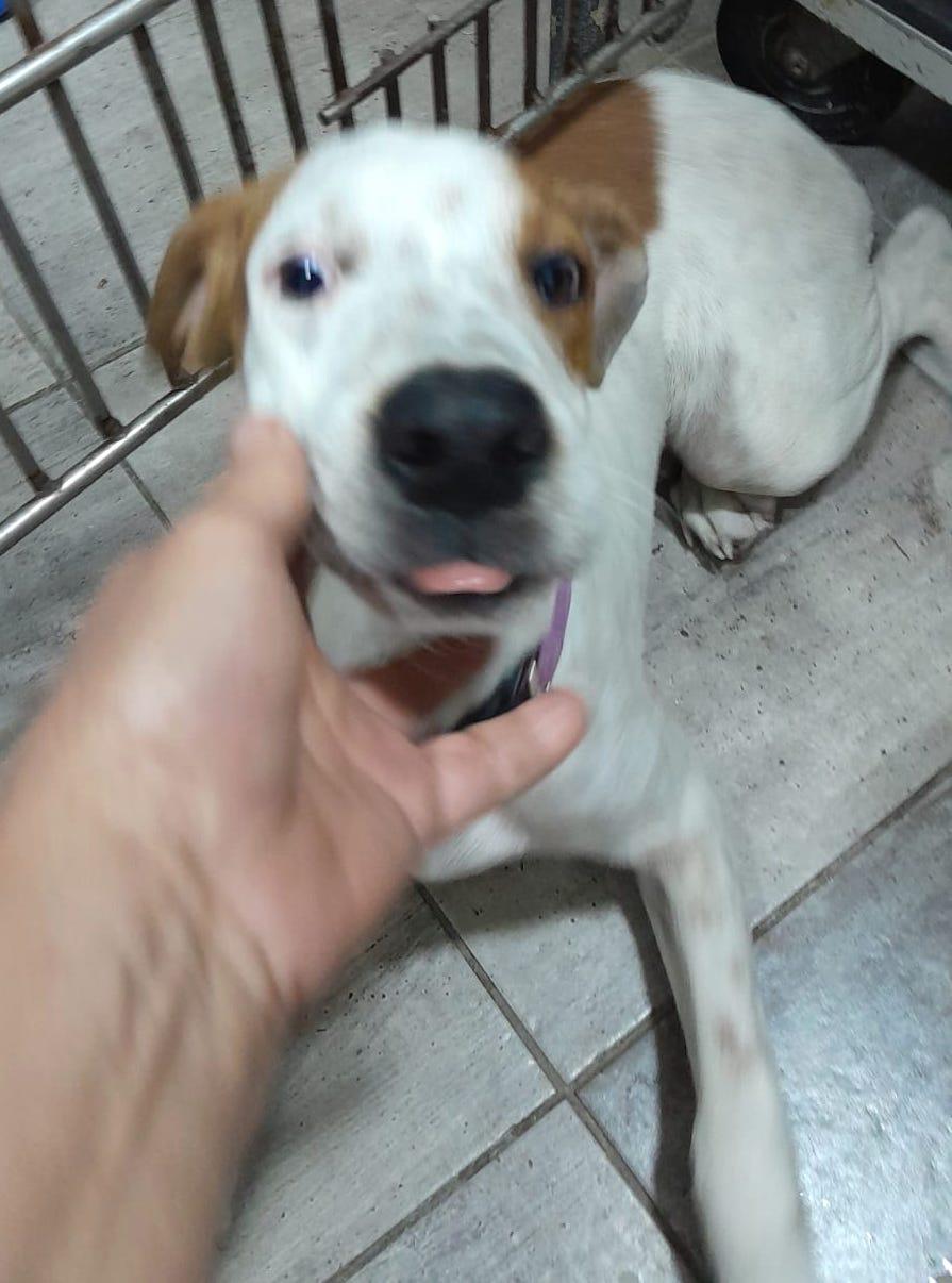 Bruno (22), an adoptable Terrier in Mexicali, BCN, 21280 | Photo Image 2