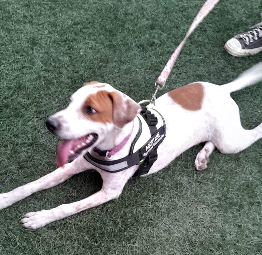 Bruno (22), an adoptable Terrier in Mexicali, BCN, 21280 | Photo Image 3