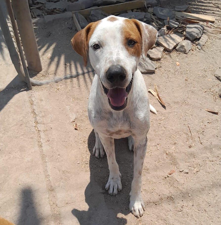 Bruno (22), an adoptable Terrier in Mexicali, BCN, 21280 | Photo Image 1