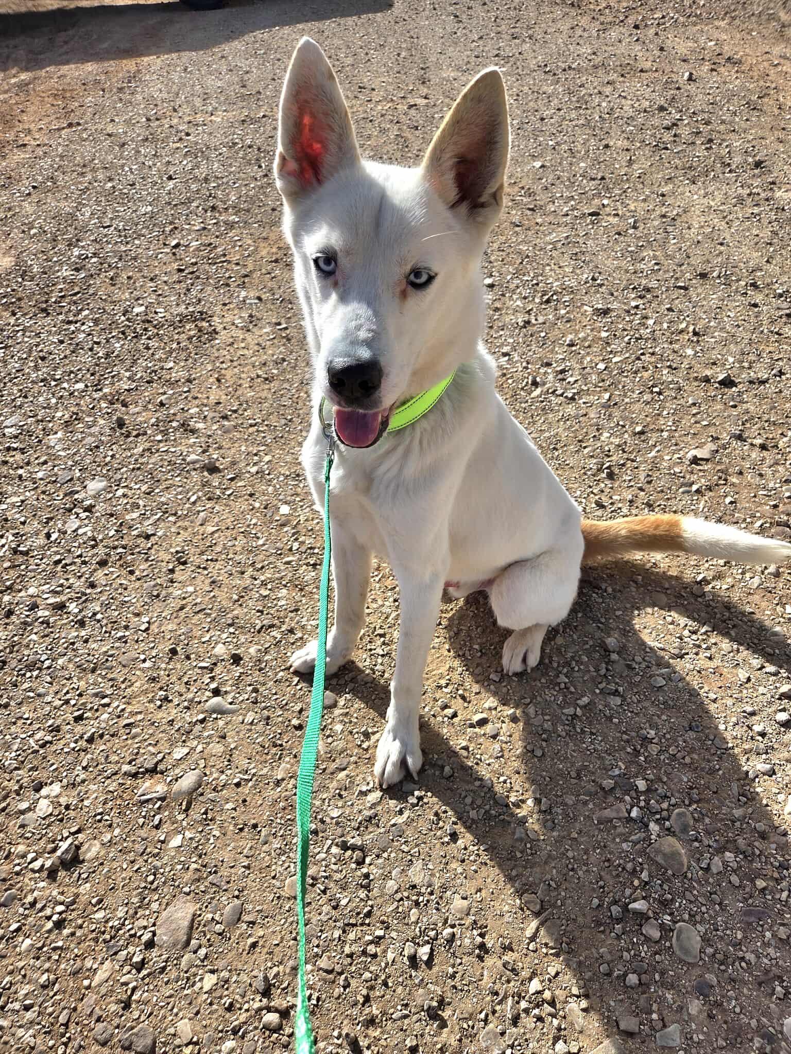 Cort, Adoptable, Adult Male Mixed Breed.