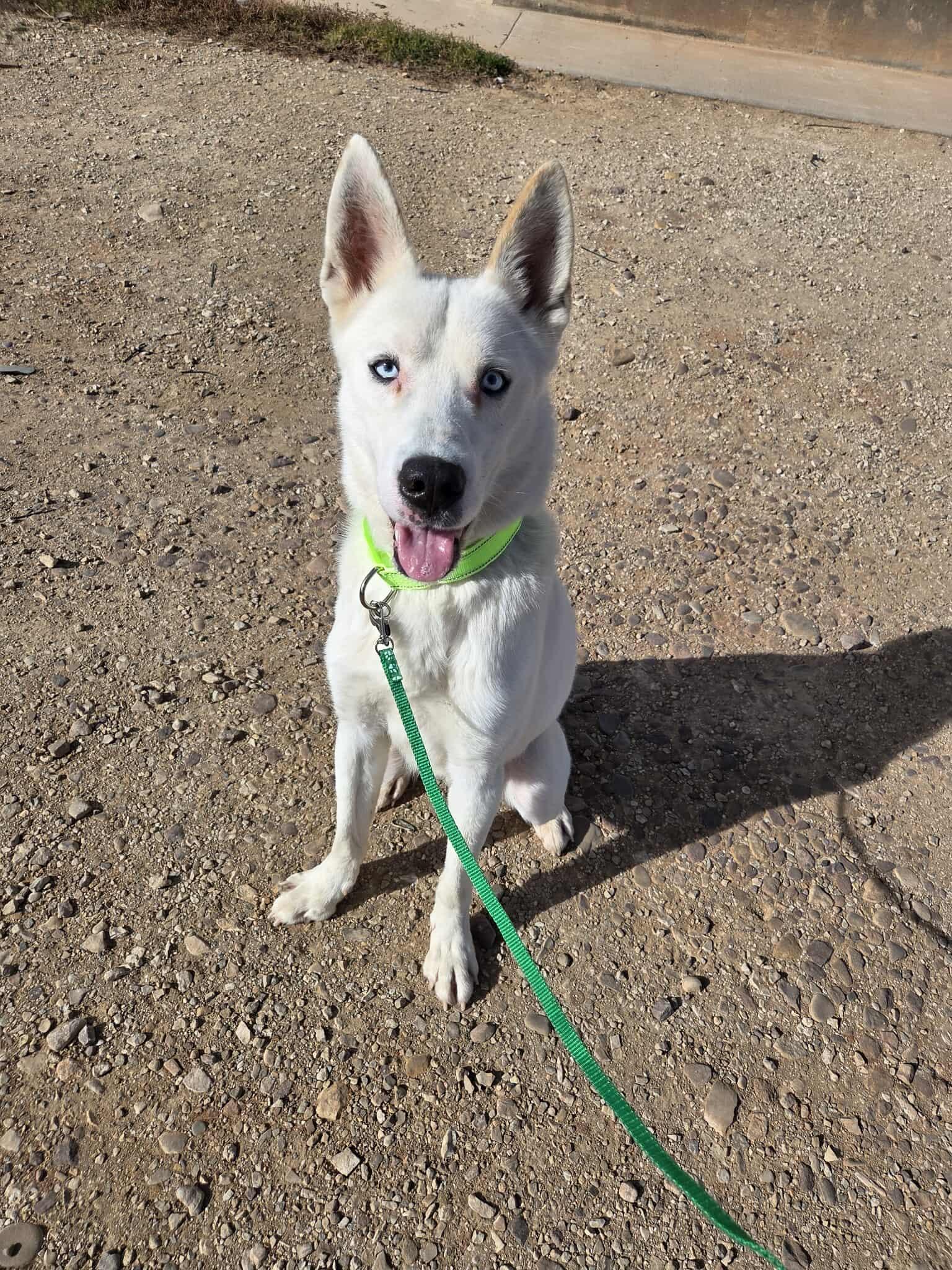 Cort, a Adoptable Mixed Breed in Roosevelt, UT image 3/4