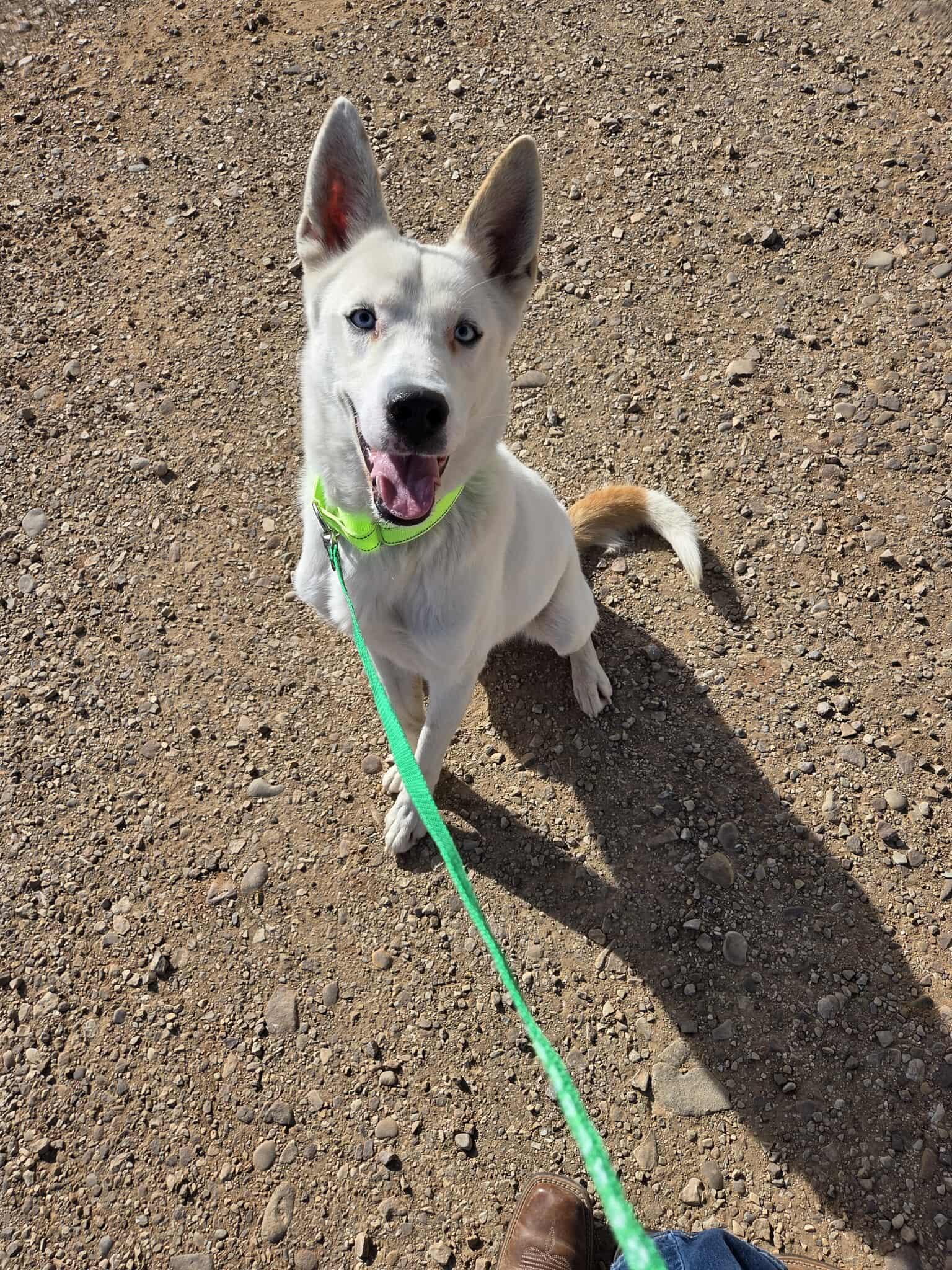 Cort, a Adoptable Mixed Breed in Roosevelt, UT image 4/4