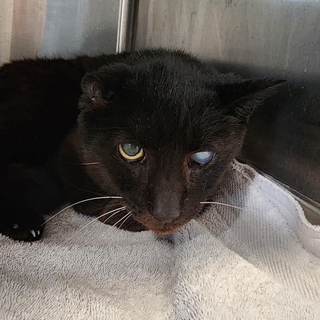 Enlarge Kayak, a Adoptable Domestic Short Hair in Muncie, IN image 1/1