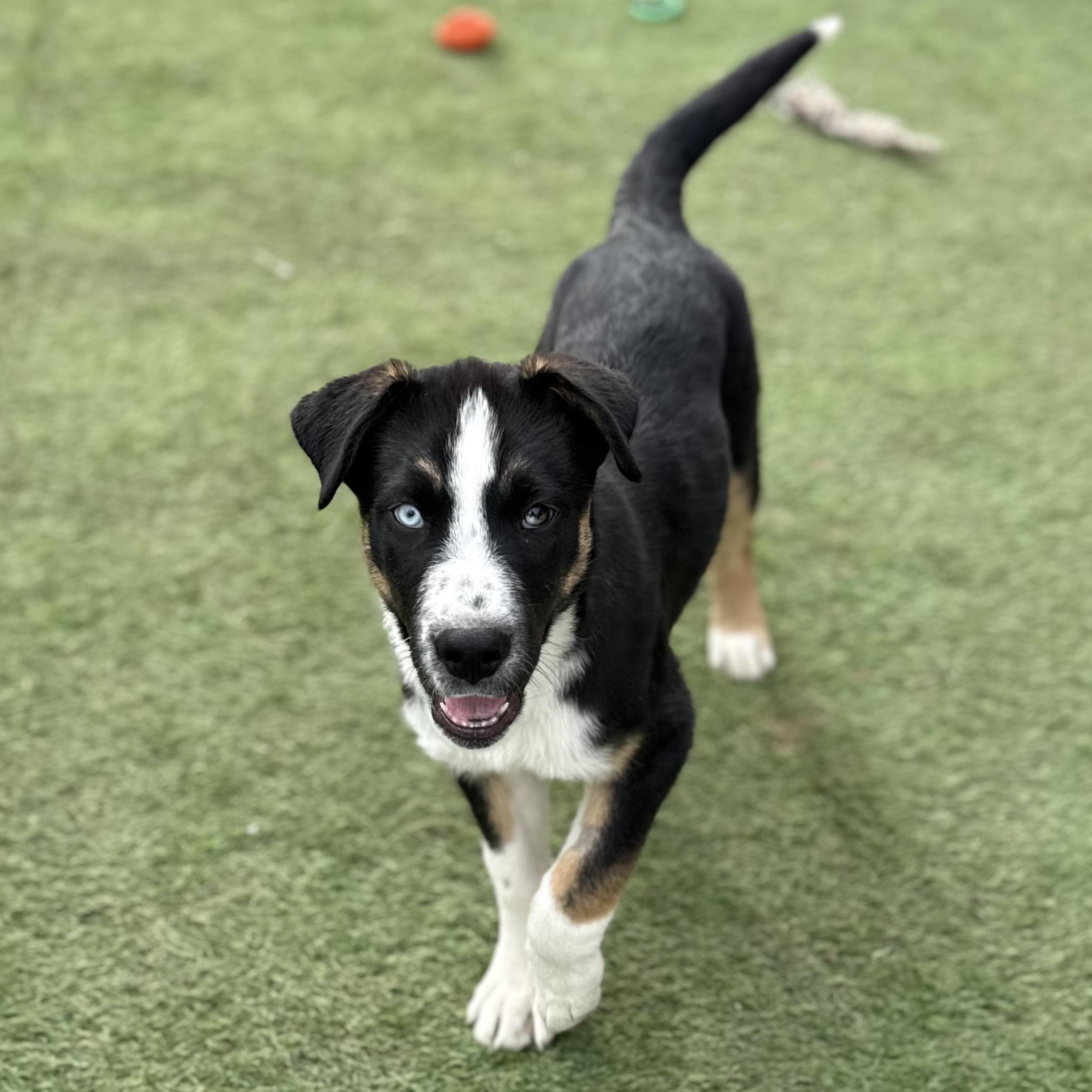 Hoss, Adoptable, Puppy Male Border Collie & Bernese Mountain Dog.