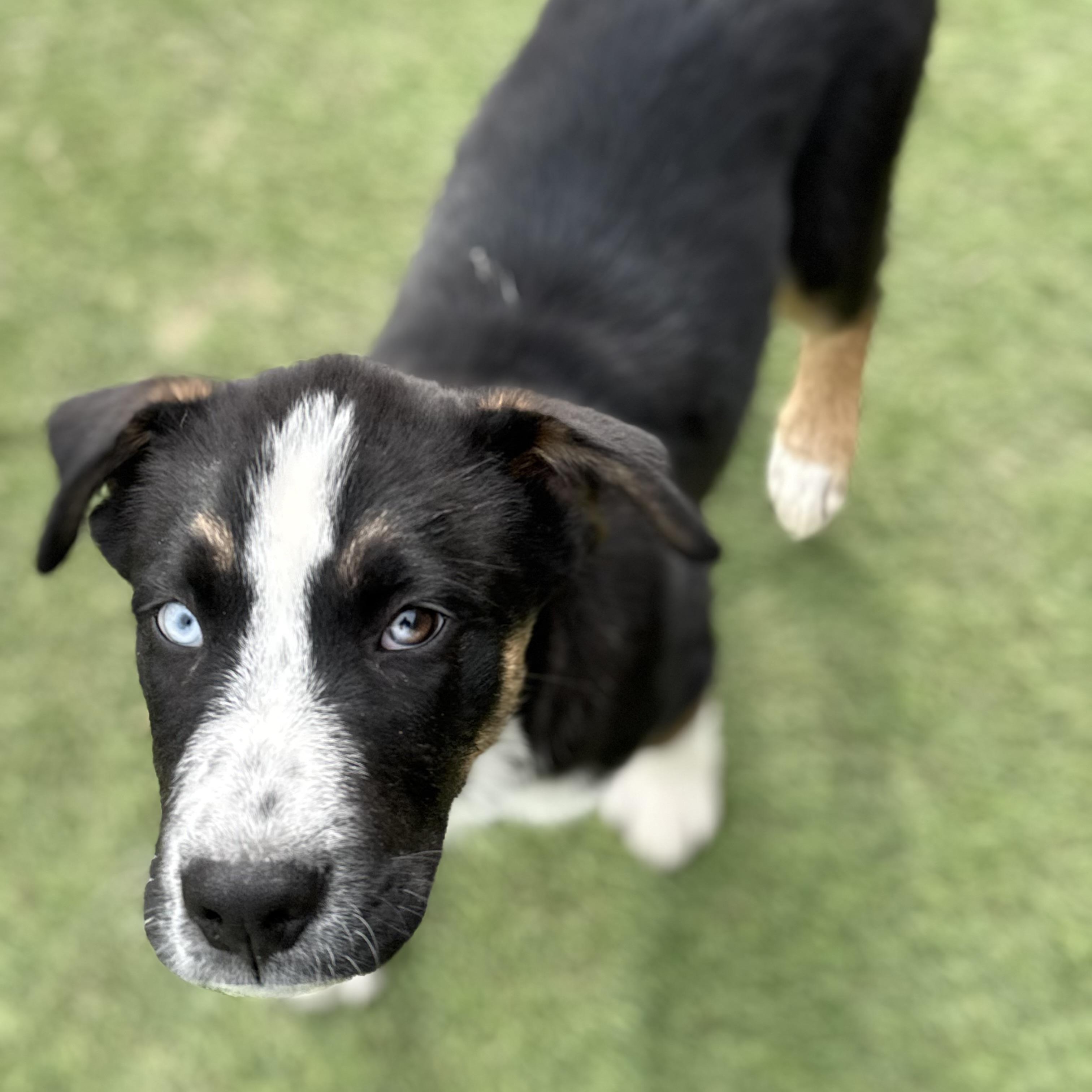 Enlarge Hoss, a Adoptable mixed breed in Glenolden, PA image 3/6