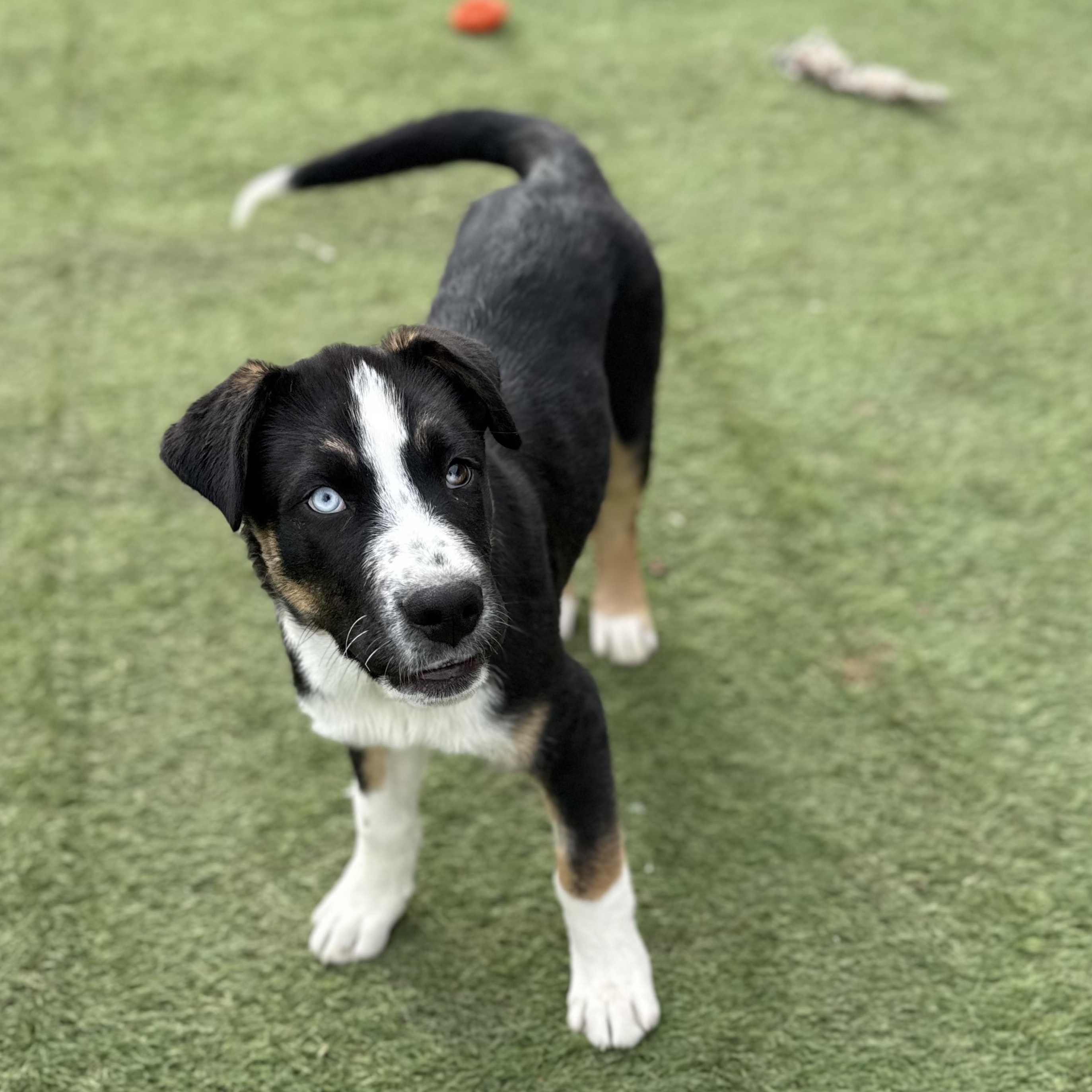 Enlarge Hoss, a Adoptable mixed breed in Glenolden, PA image 2/6