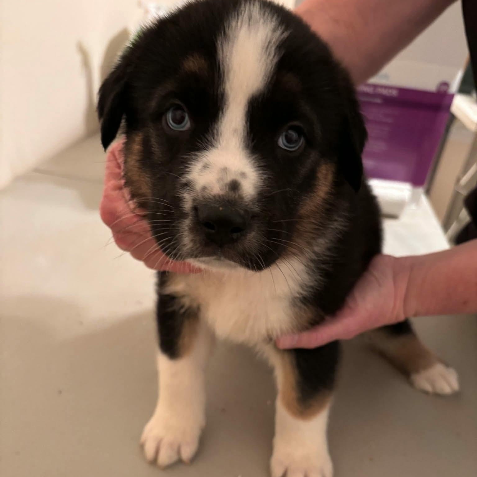 Enlarge Hoss, a Adoptable mixed breed in Glenolden, PA image 6/6