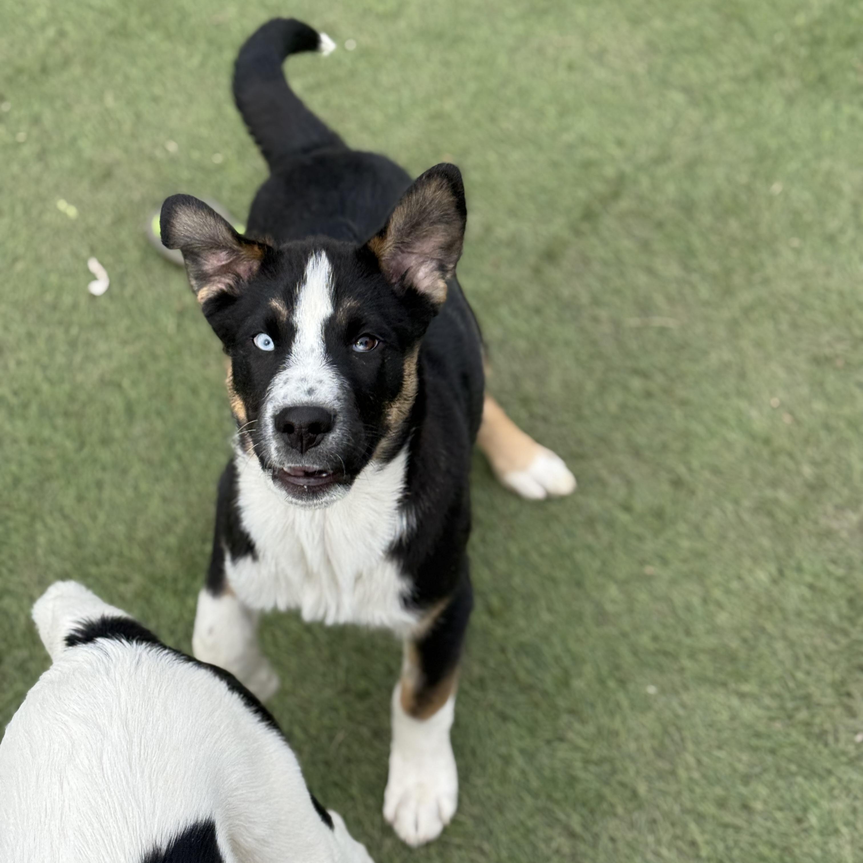 Enlarge Hoss, a Adoptable mixed breed in Glenolden, PA image 4/6