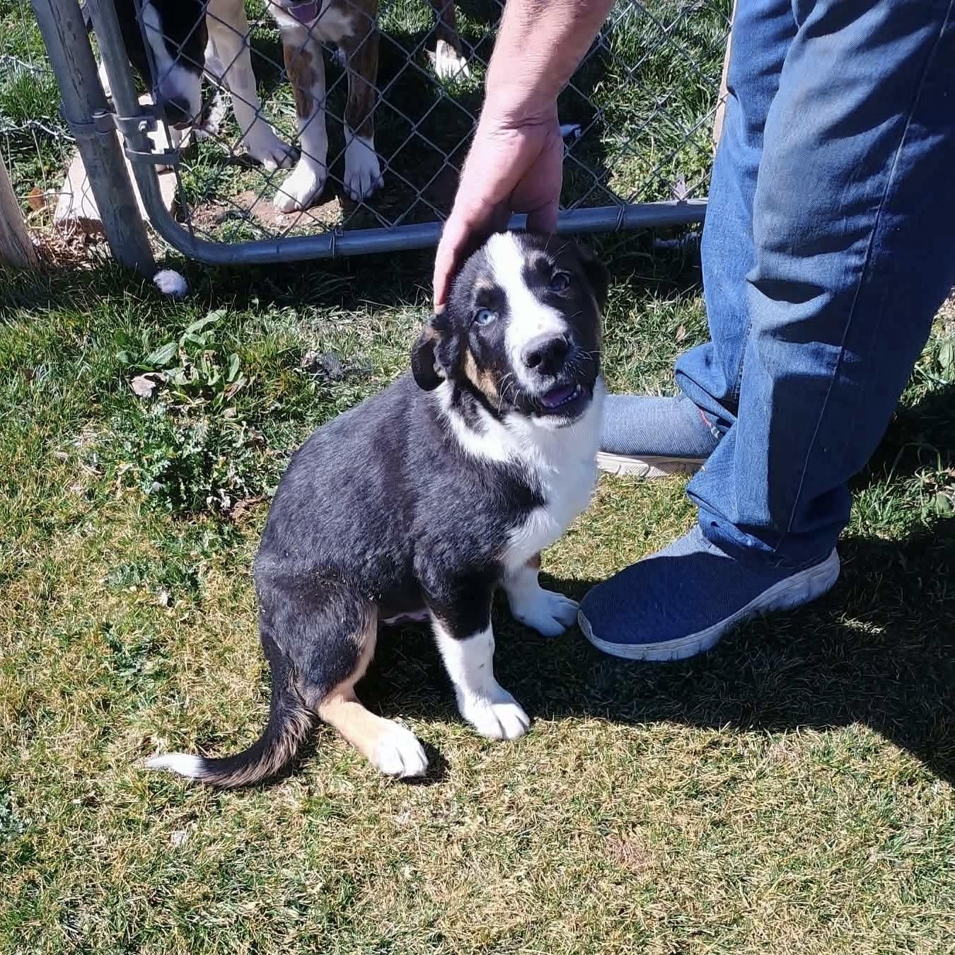Enlarge Hoss, a Adoptable mixed breed in Glenolden, PA image 5/6