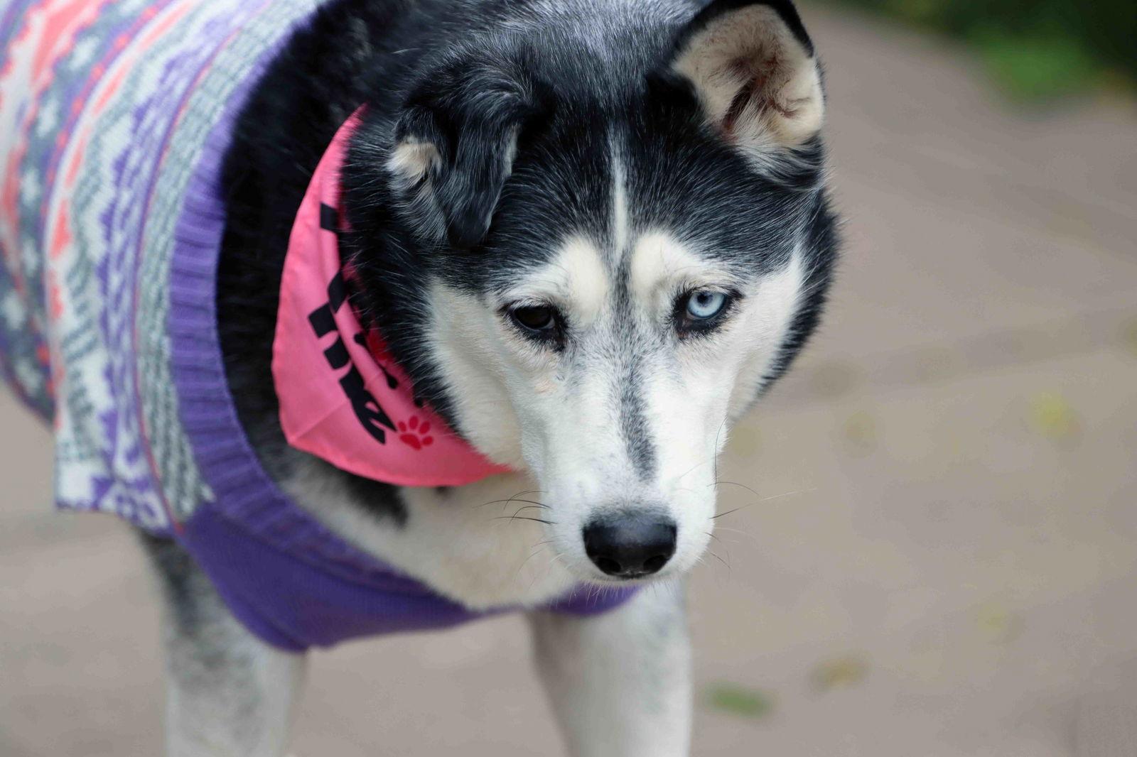 Leona, Adoptable, Adult Female Siberian Husky.