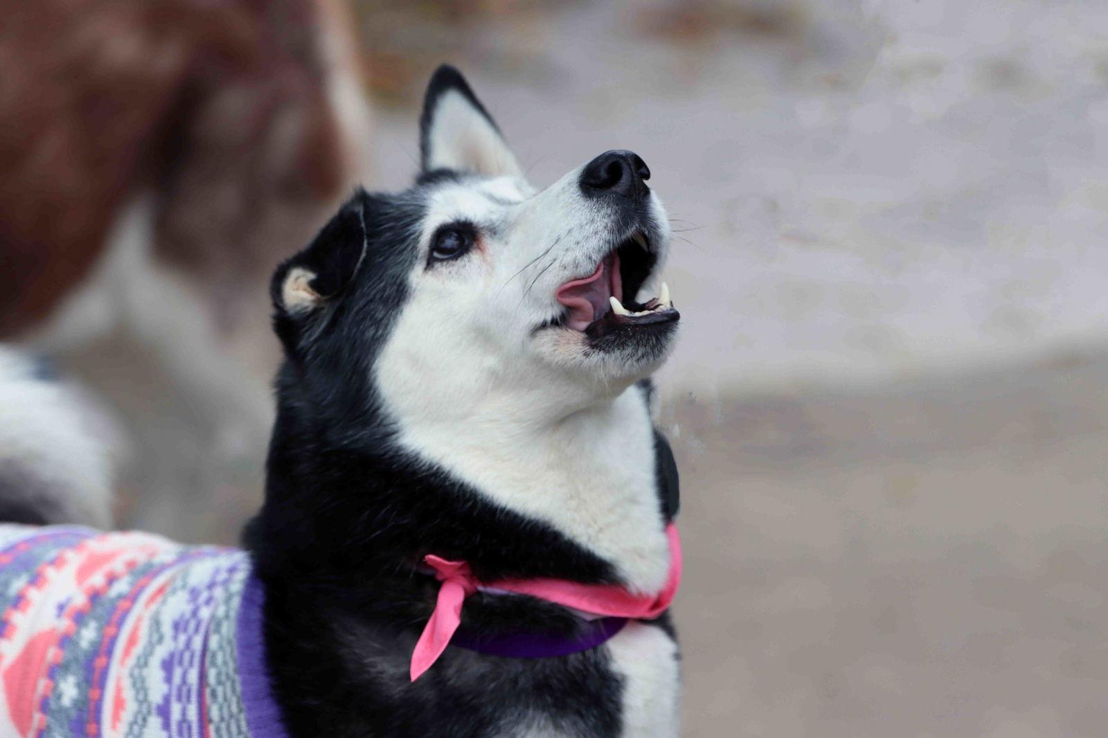 Leona, a Adoptable Siberian Husky in Walnut Creek, CA image 2/3