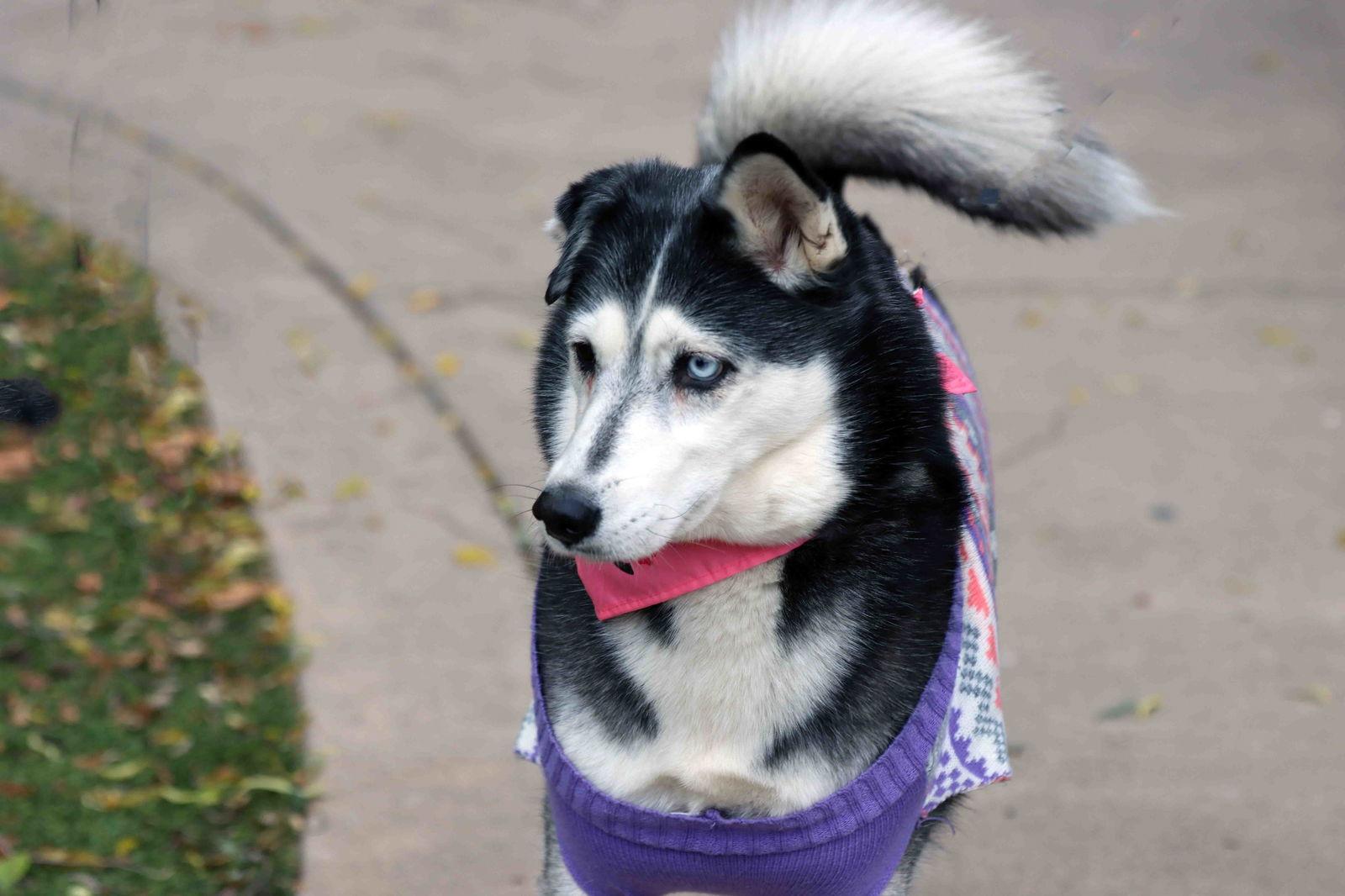 Leona, a Adoptable Siberian Husky in Walnut Creek, CA image 3/3