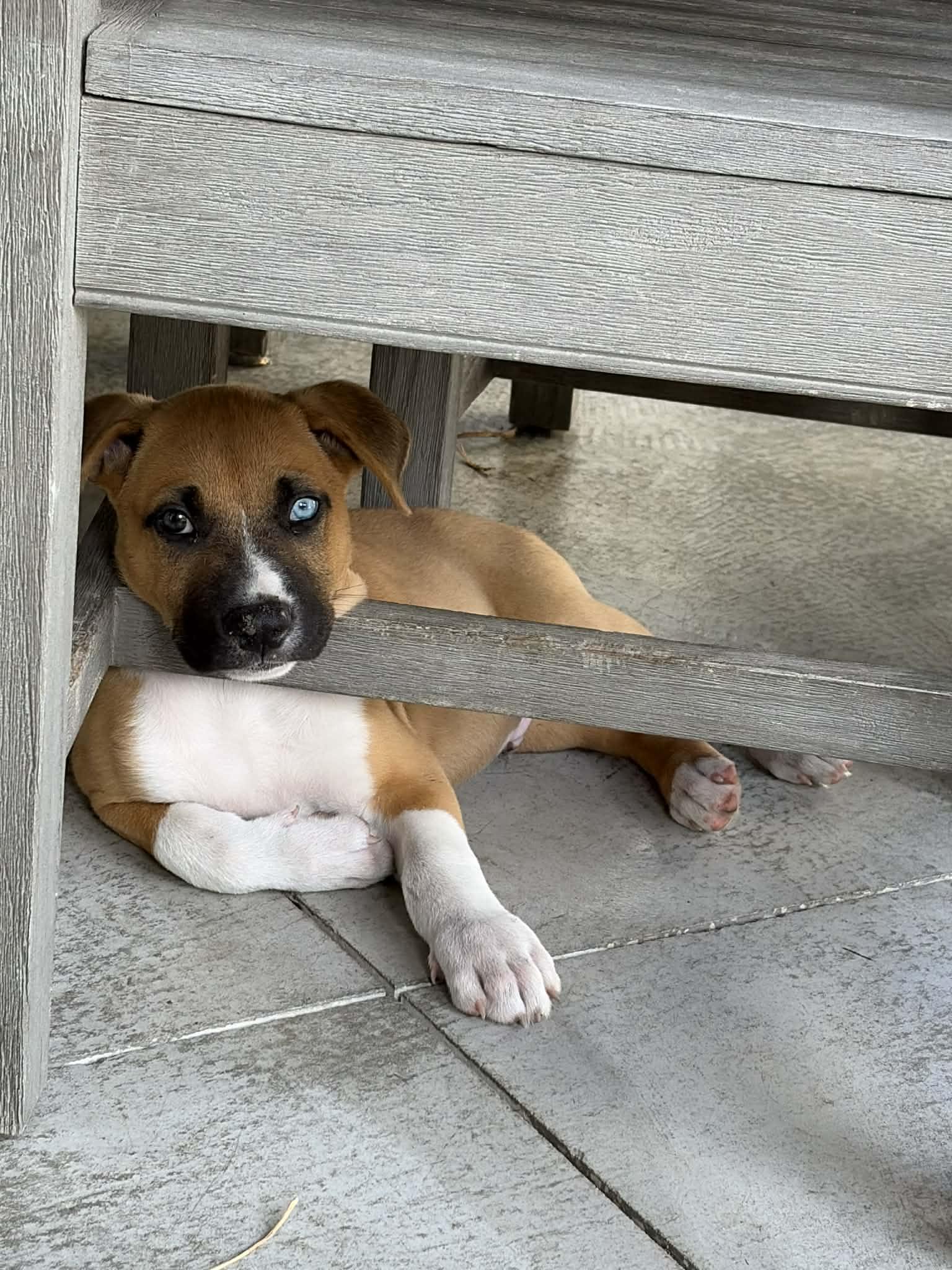 Enlarge Blitzen, a Adopted mixed breed in Sanford, FL image 1/1