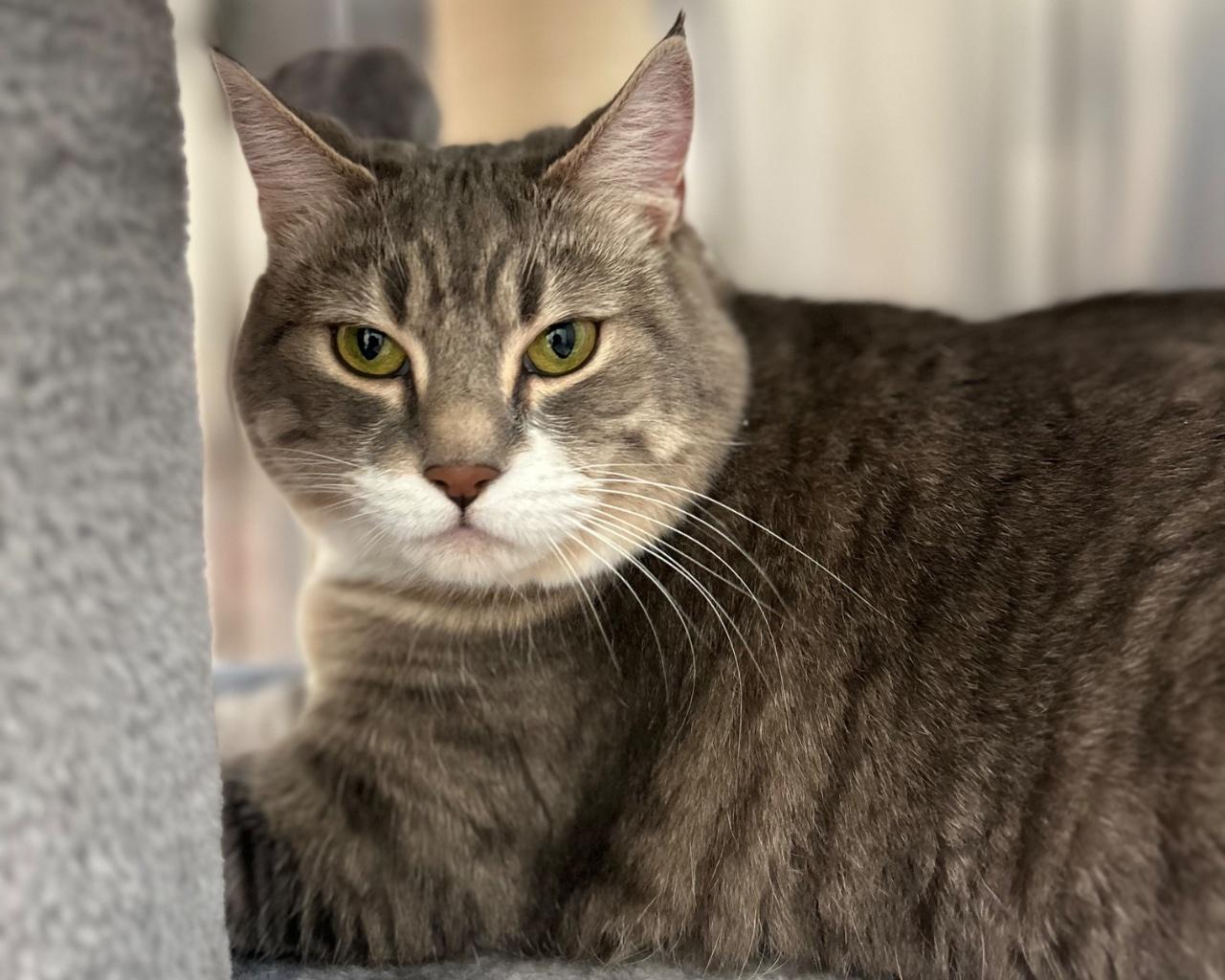 Enlarge Chloe, a Adoptable Domestic Short Hair in Raleigh, NC image 1/2