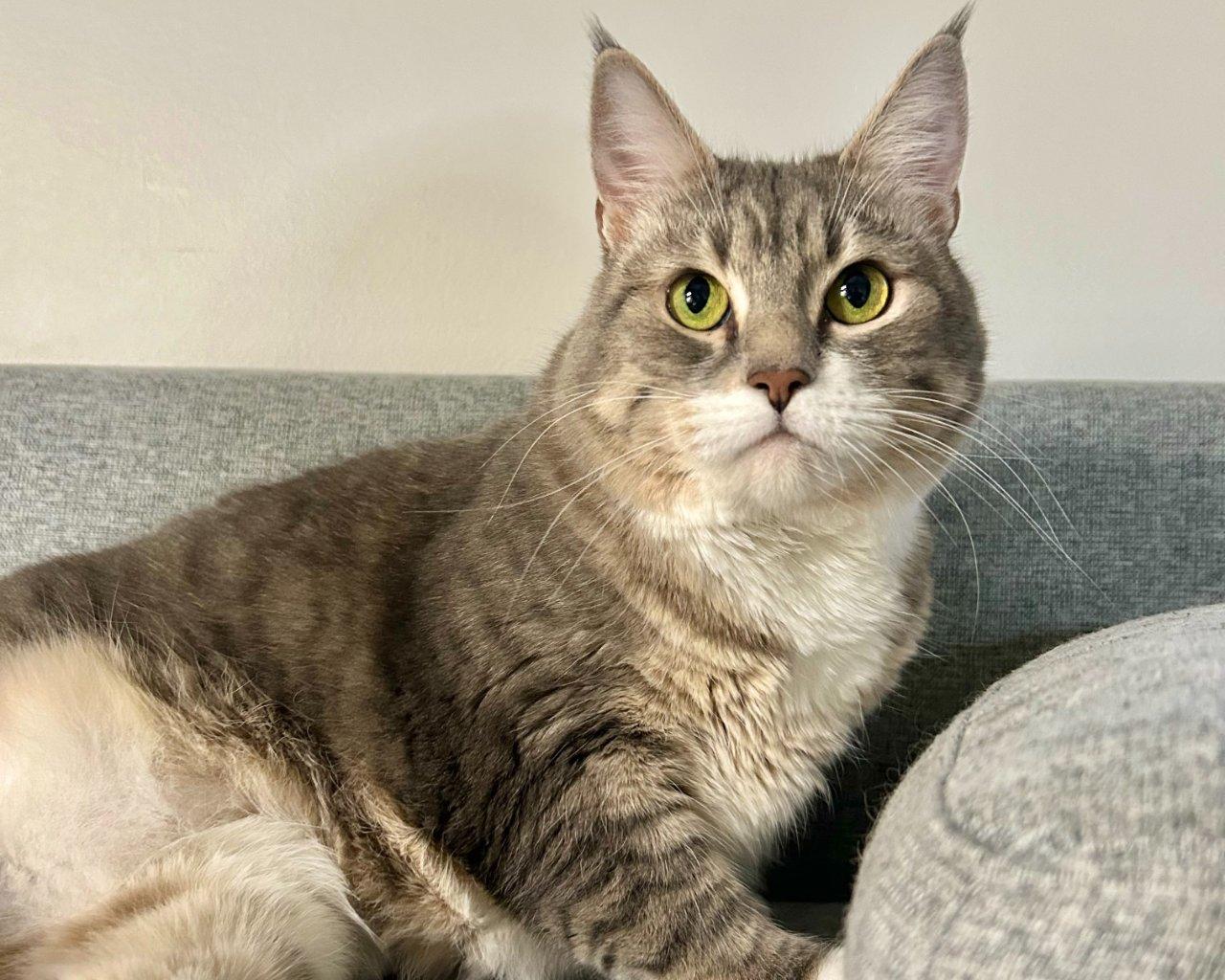 Enlarge Chloe, a Adoptable Domestic Short Hair in Raleigh, NC image 2/3