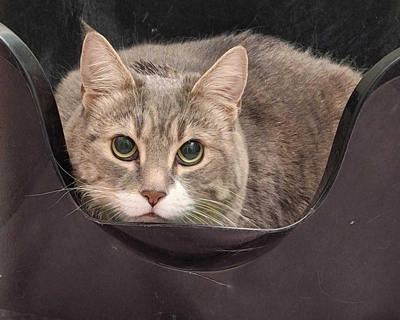 Enlarge Chloe, a Adoptable Domestic Short Hair in Raleigh, NC image 2/2