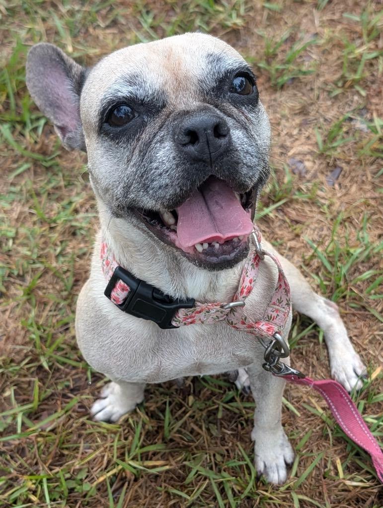 Enlarge Sable-Mama's Turn for a Home!, a Adoptable mixed breed in Fort Myers, FL image 1/1