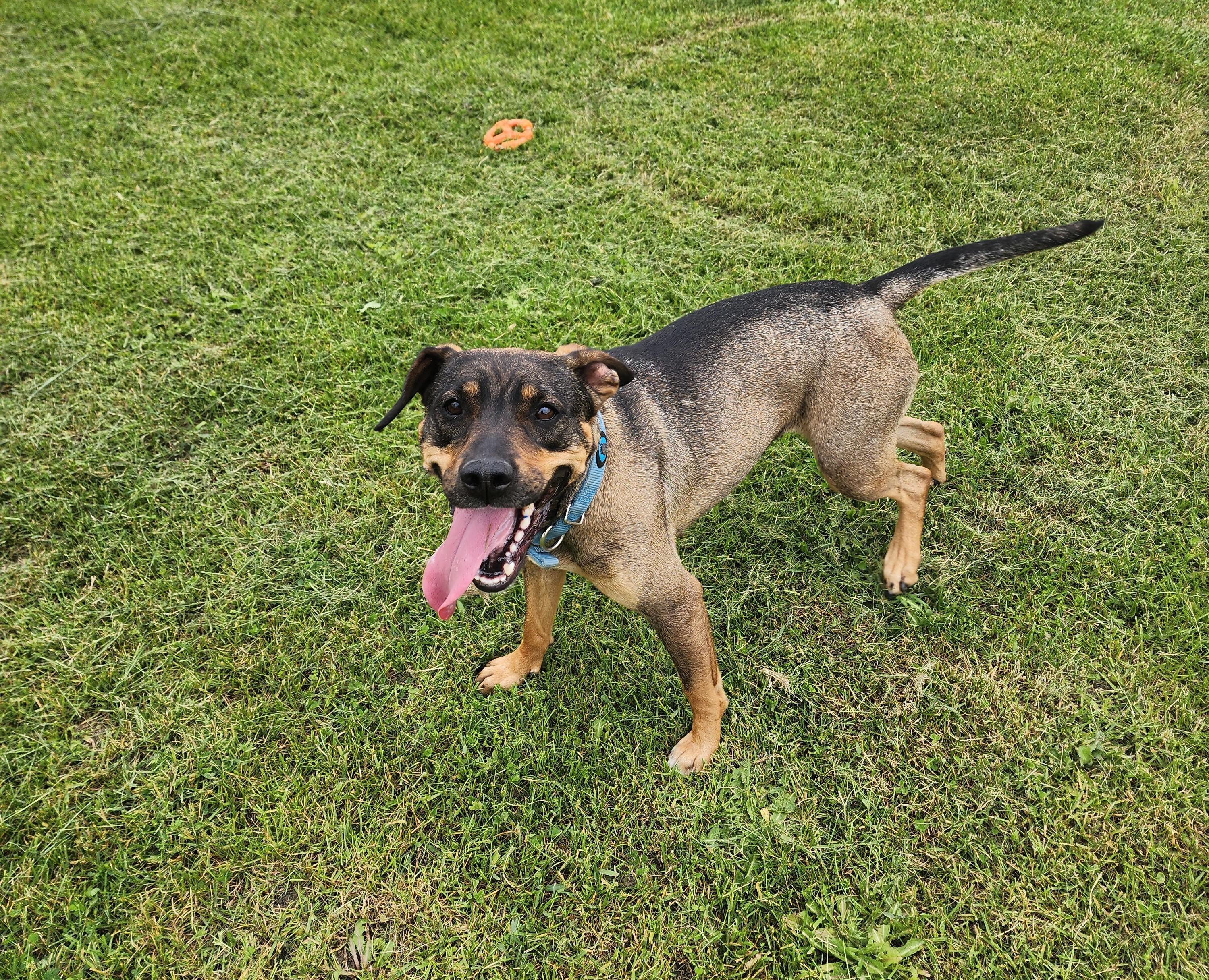 Ladybug, Adult Female Mixed Breed