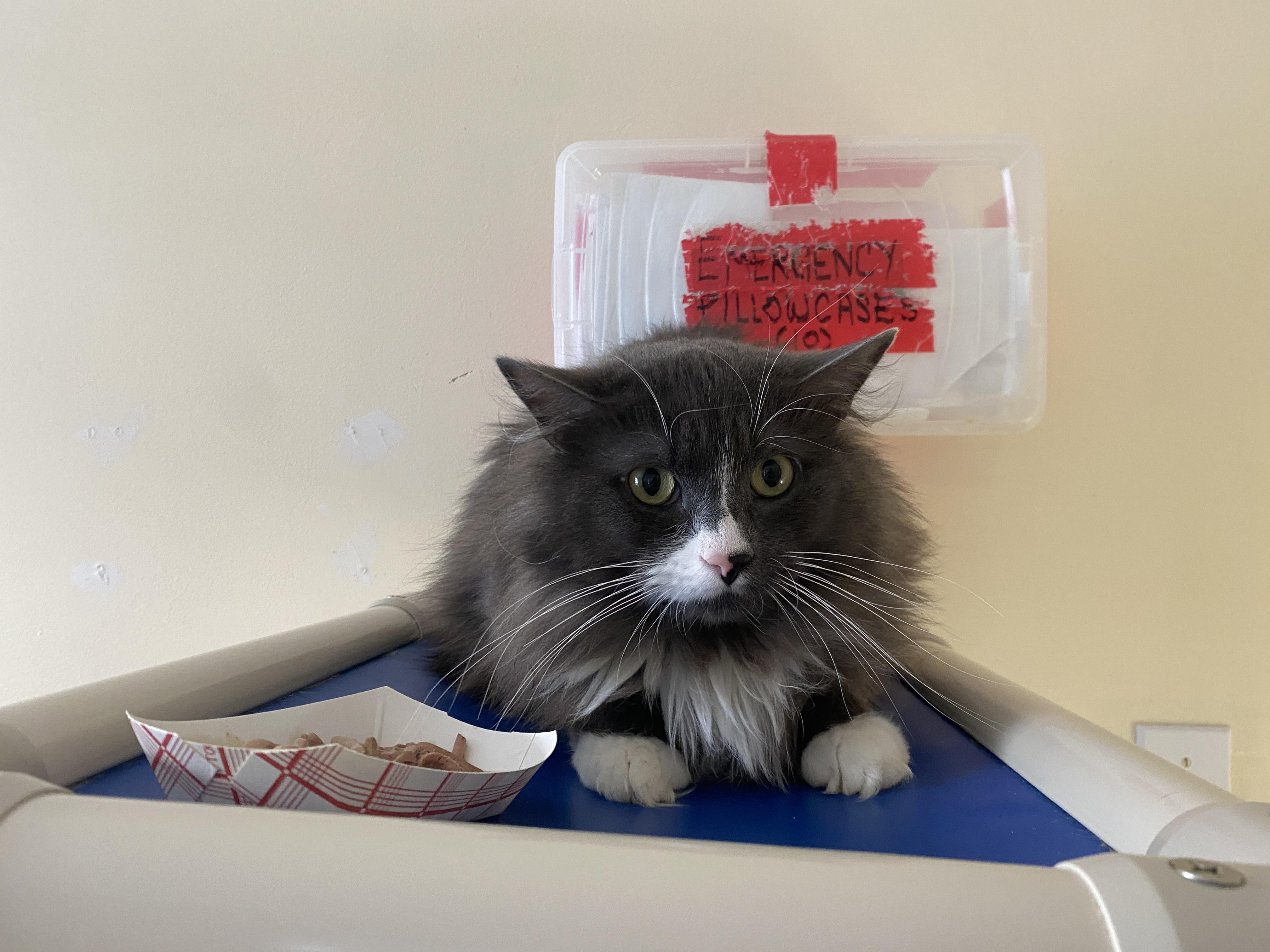 Enlarge Coffee Oreo, a ADOPTABLE Domestic Medium Hair in Salisbury, MA image 1/6