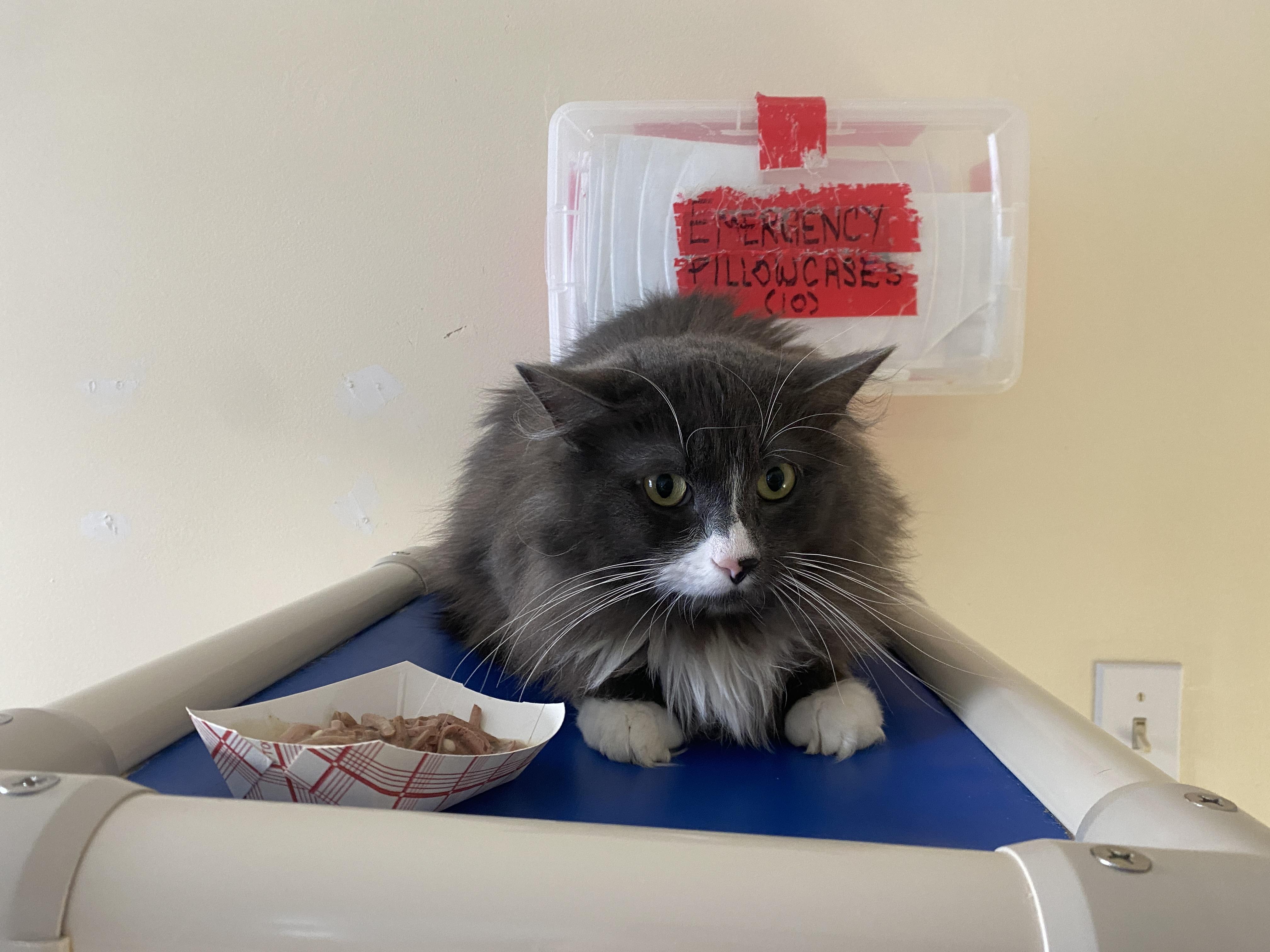 Enlarge Coffee Oreo, a ADOPTABLE Domestic Medium Hair in Salisbury, MA image 3/6