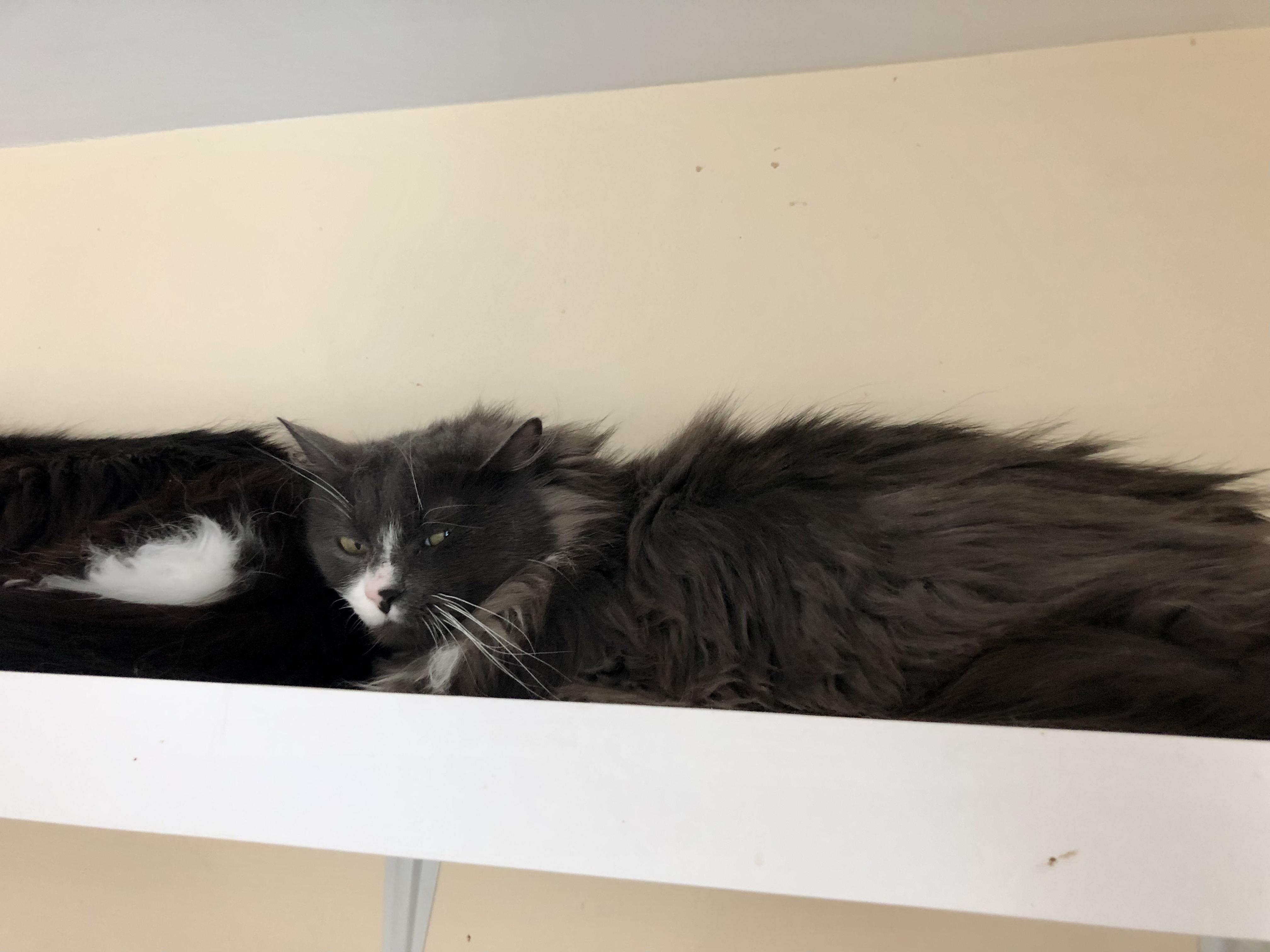 Coffee Oreo thumbnail 2