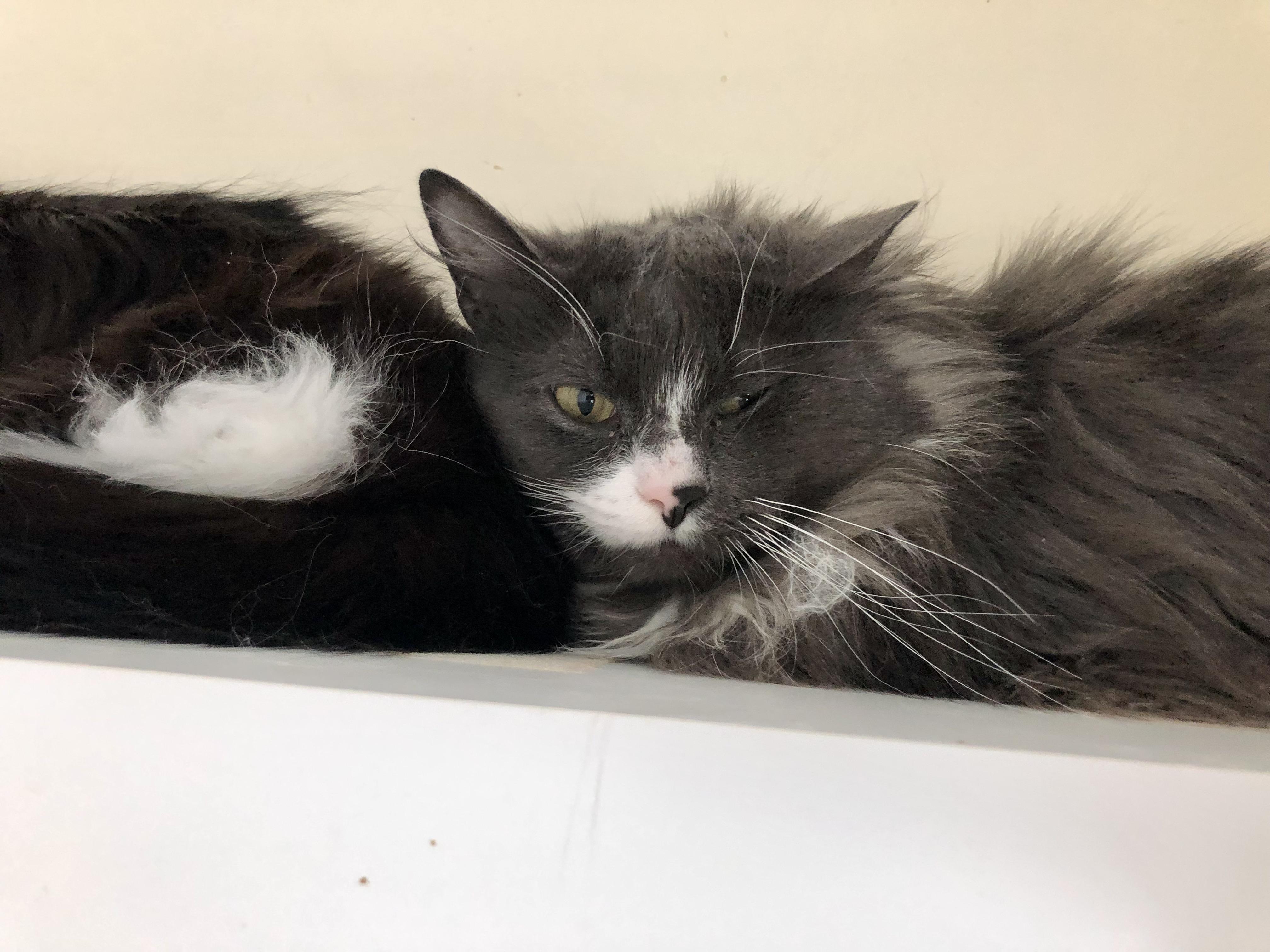 Enlarge Coffee Oreo, a ADOPTABLE Domestic Medium Hair in Salisbury, MA image 2/5