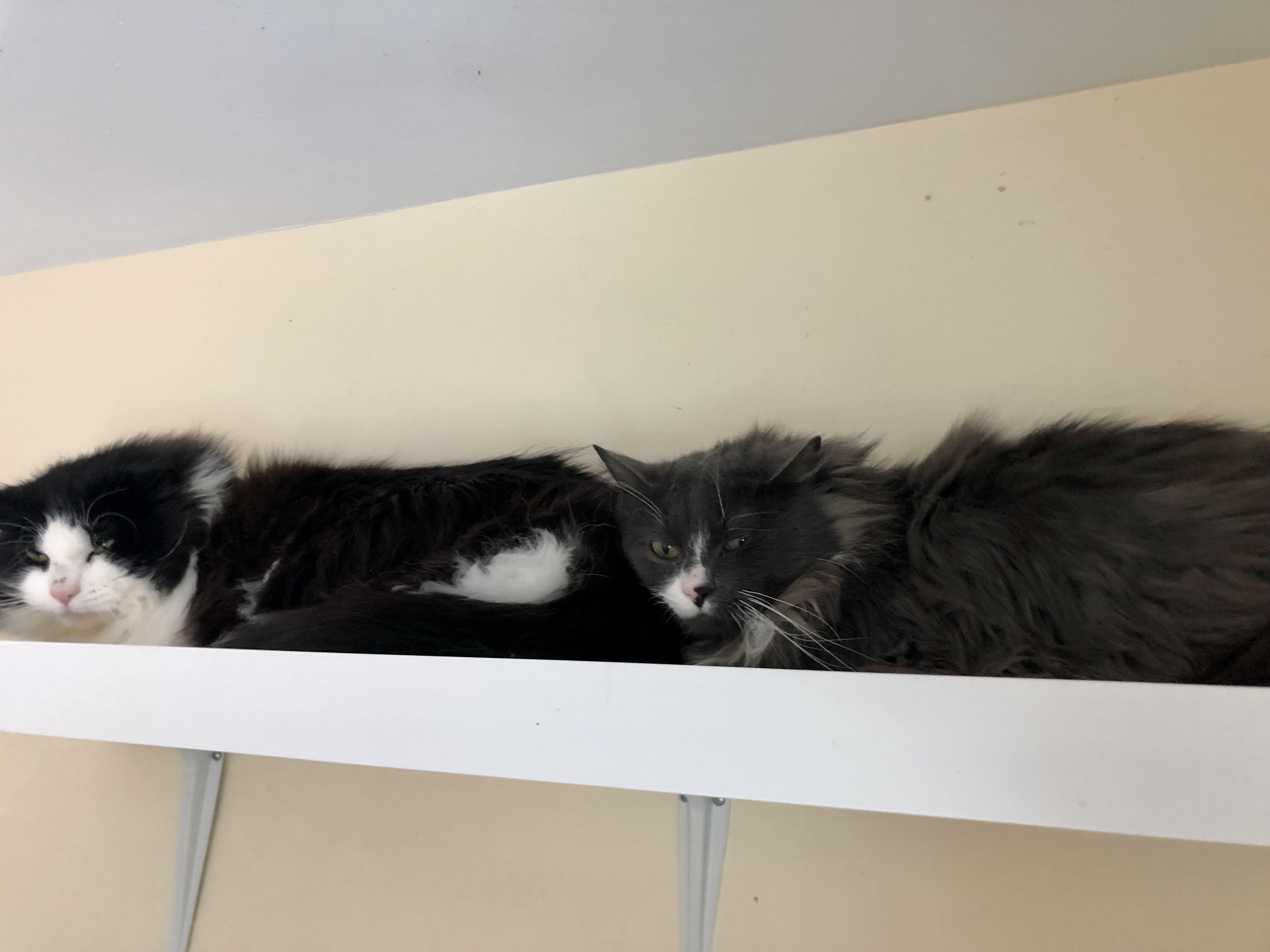 Coffee Oreo thumbnail 4