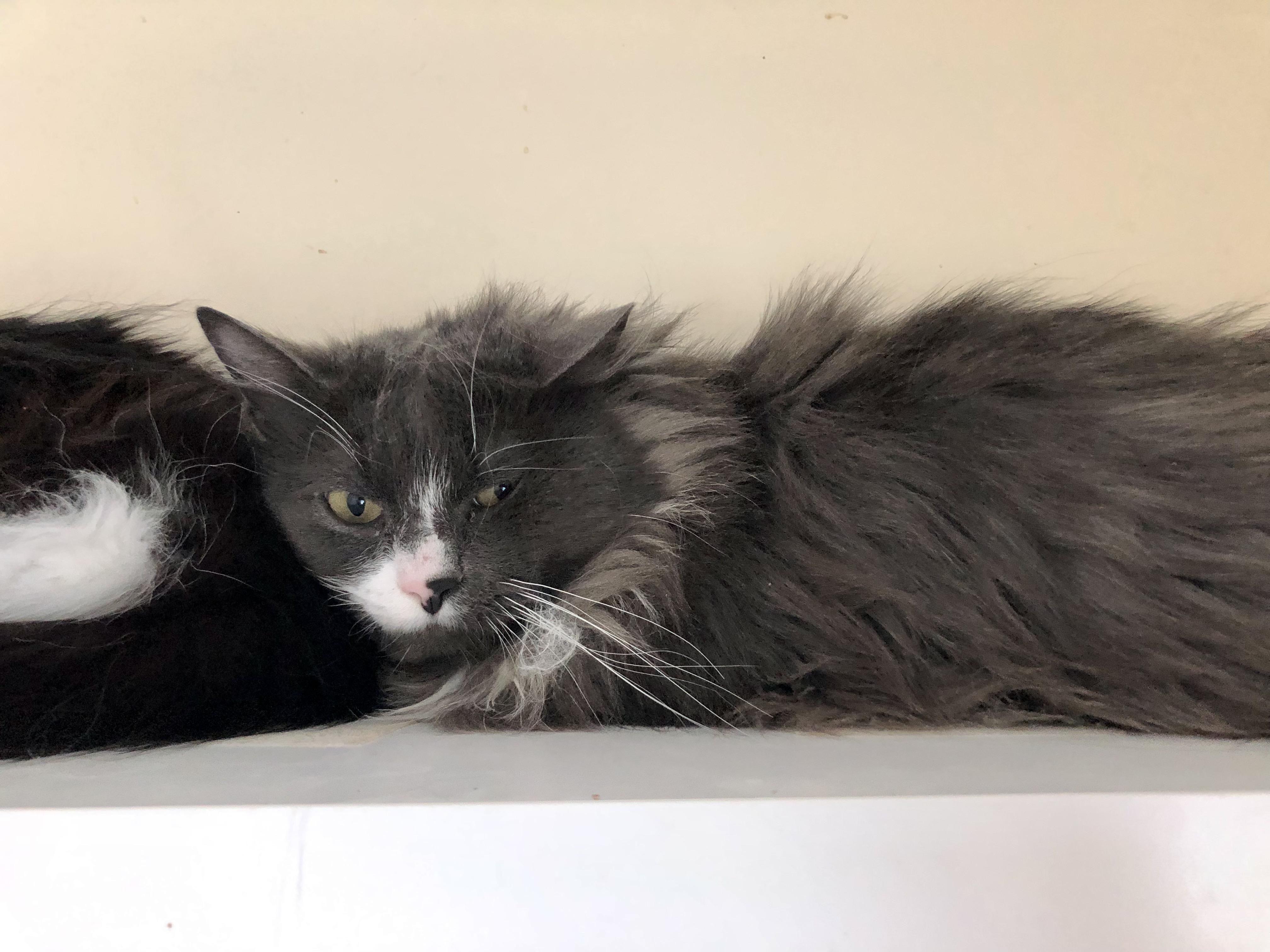 Enlarge Coffee Oreo, a ADOPTABLE Domestic Medium Hair in Salisbury, MA image 1/5