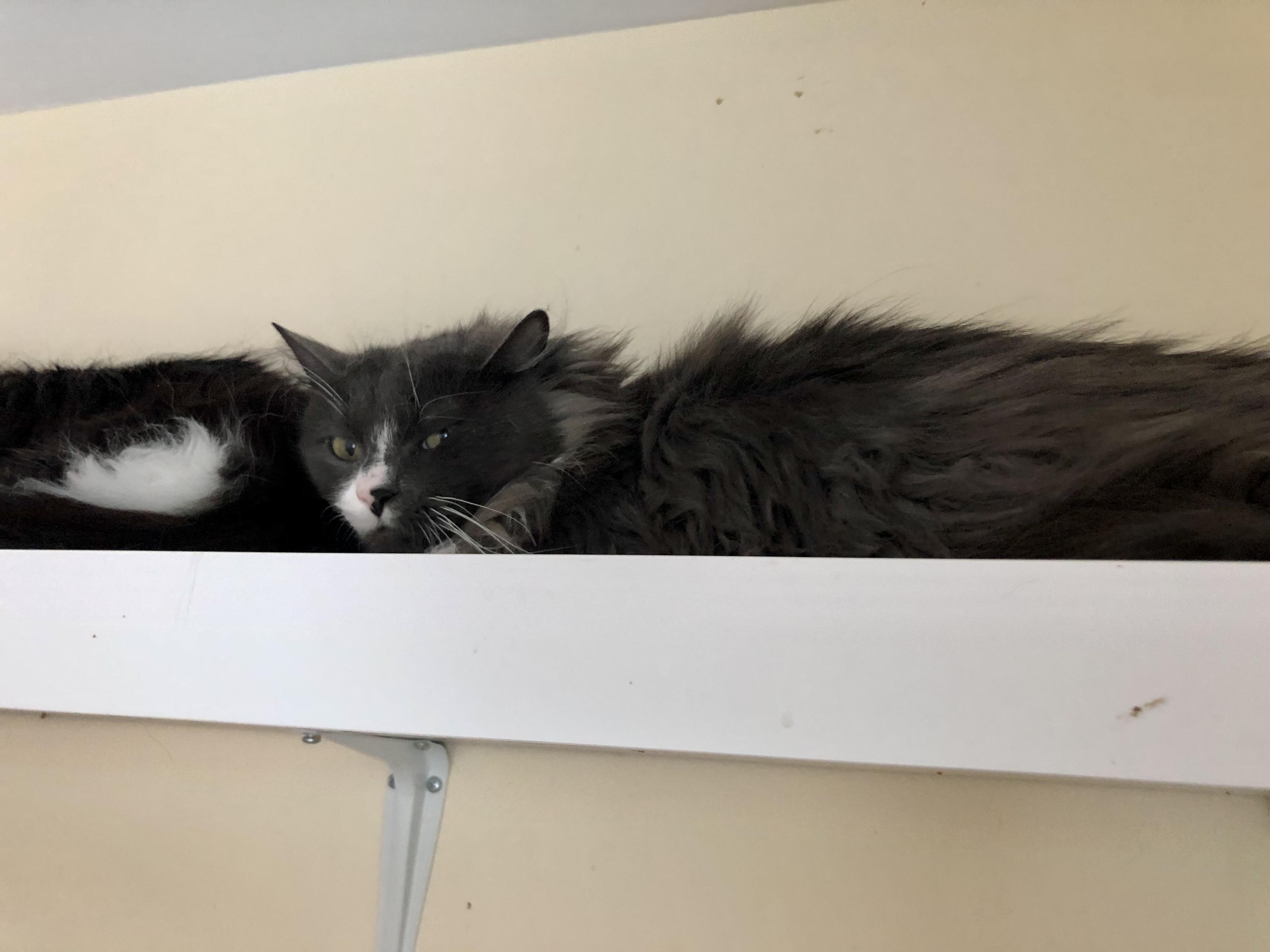 Enlarge Coffee Oreo, a ADOPTABLE Domestic Medium Hair in Salisbury, MA image 4/5