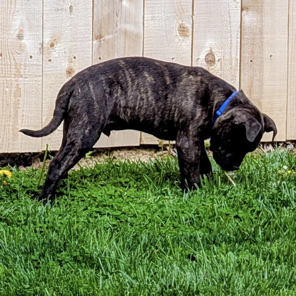 Enlarge ASHER—URGENT!, an adopted mixed breed in Wilmington, OH image 5/5