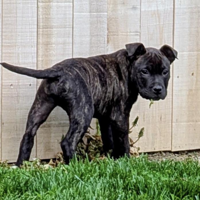 Enlarge ASHER—URGENT!, an adopted mixed breed in Wilmington, OH image 4/5