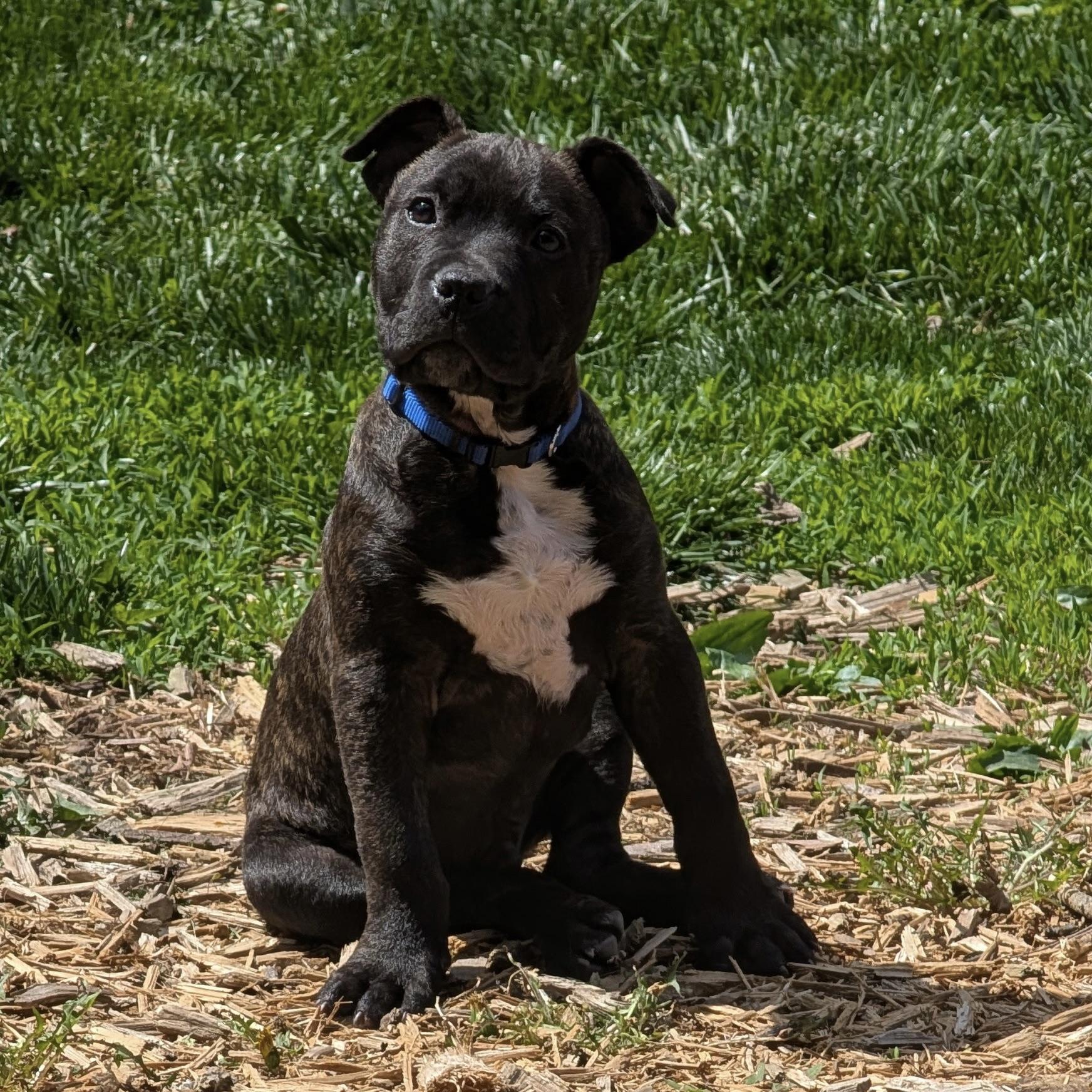 Enlarge ASHER—URGENT!, an adopted mixed breed in Wilmington, OH image 3/5