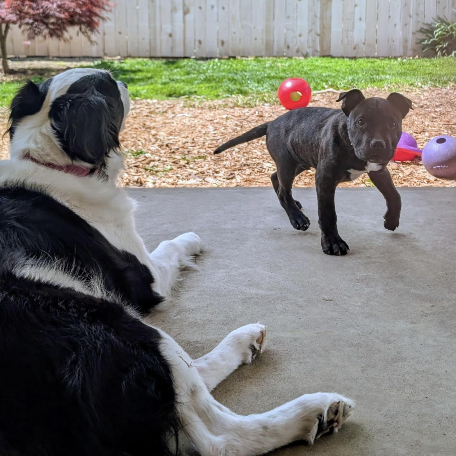 Enlarge ASHER—URGENT!, an adopted mixed breed in Wilmington, OH image 2/5