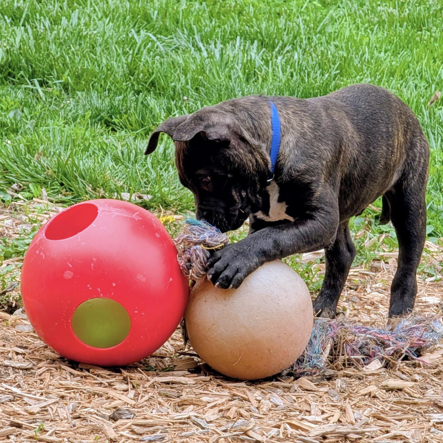 ASHER—URGENT!, adopted, Puppy Male Terrier & Boxer.