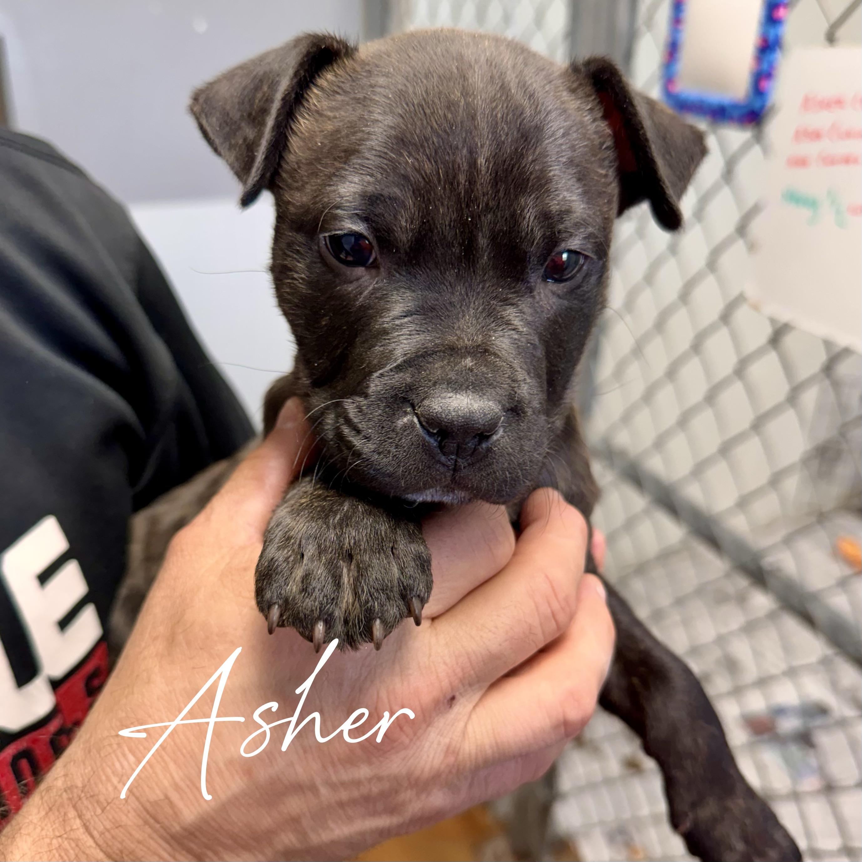 Enlarge ASHER, an adoptable mixed breed in Wilmington, OH image 2/2